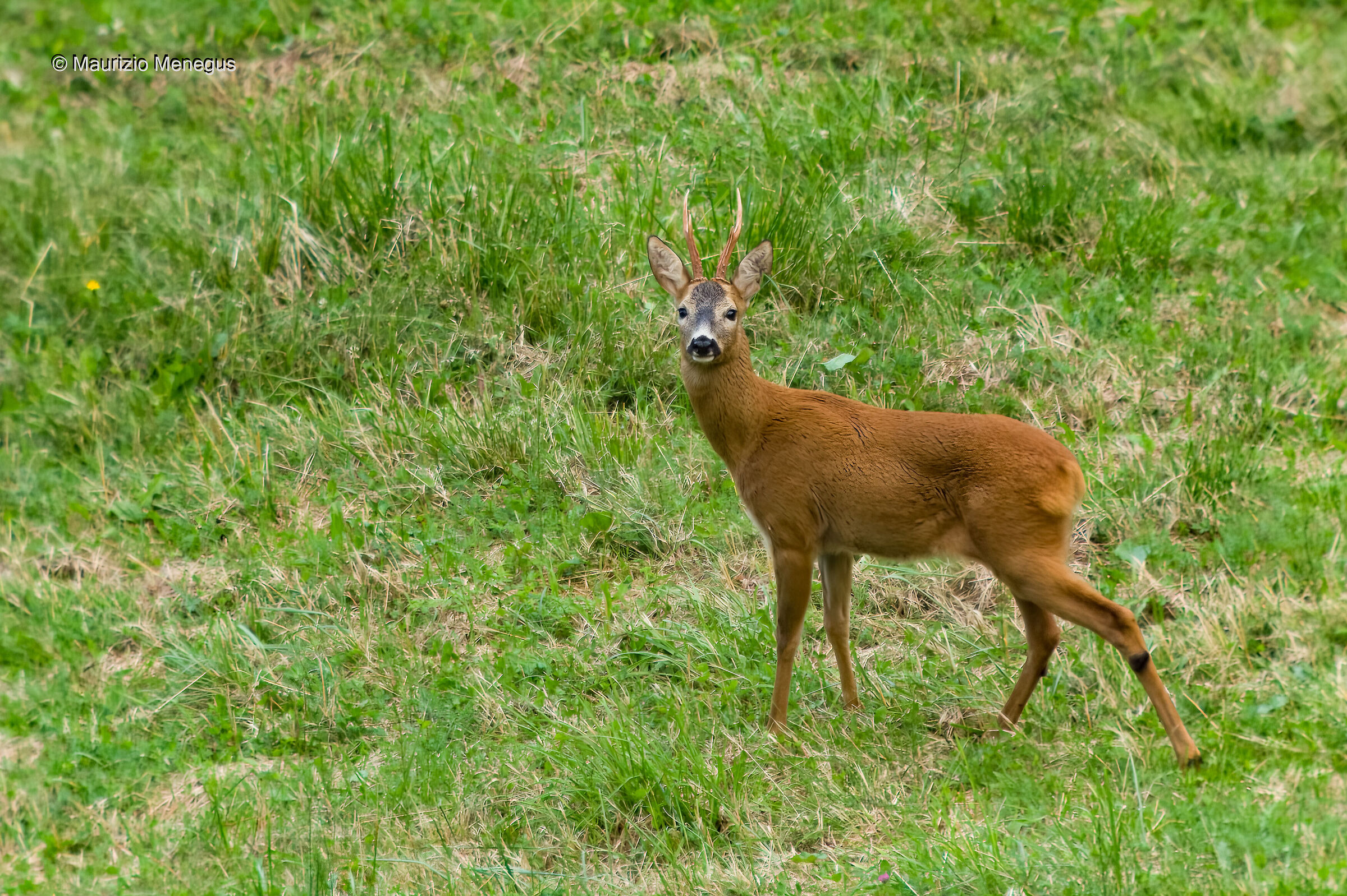 Roe deer 2012...