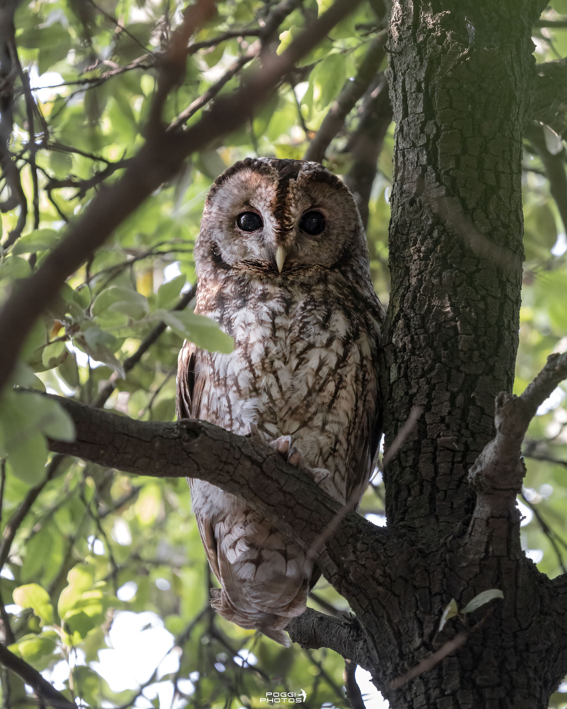 Tawny owl at Villa Borghese...