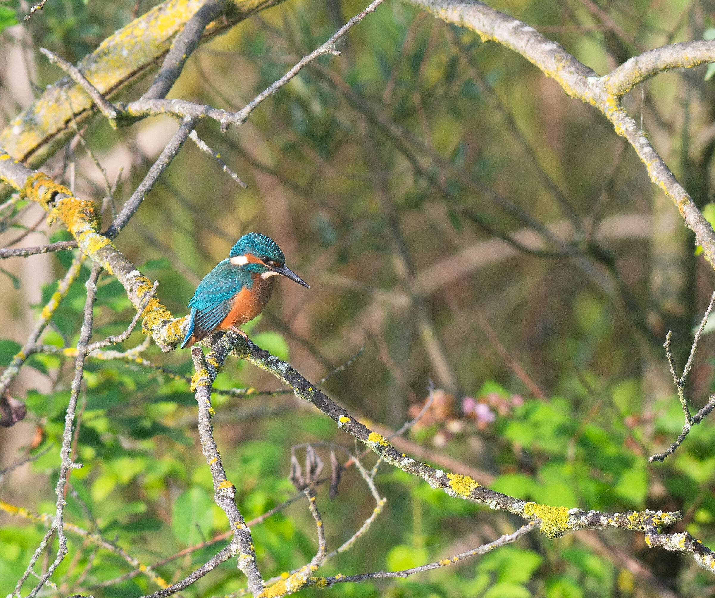 The magic of the telescope and the Kingfisher...