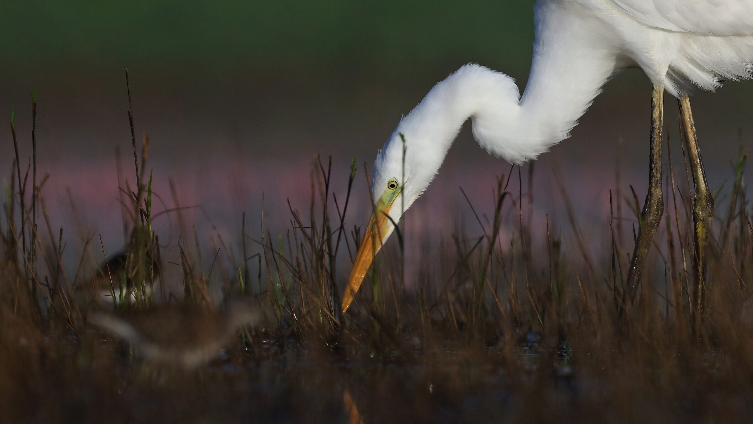 Great White Egret (Egretta alba)...