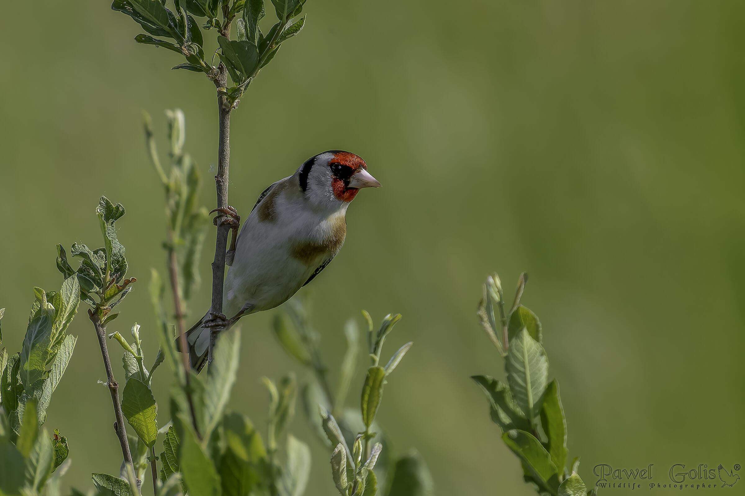 European goldfinch (Carduelis carduelis)...