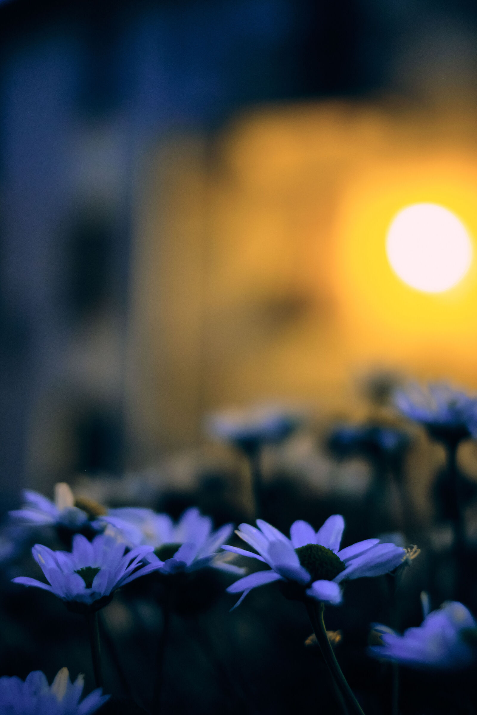 Flowers in the evening...