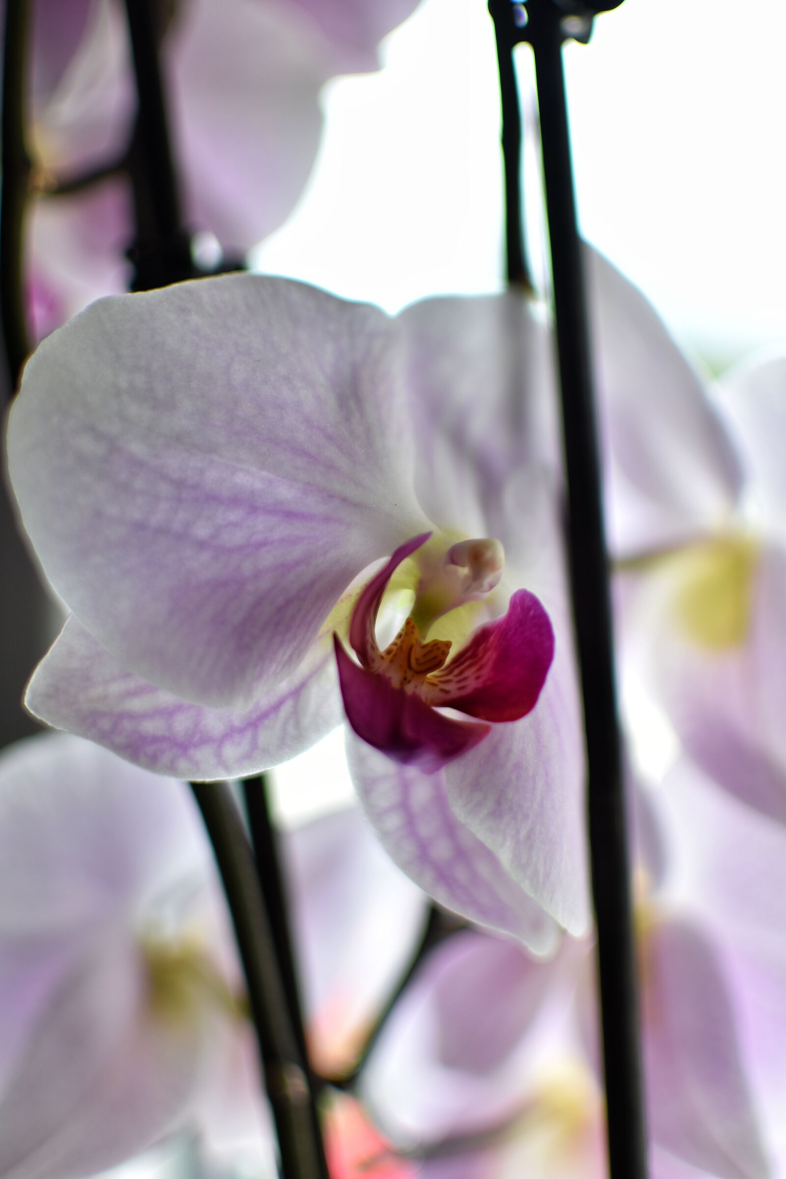Orchidea...