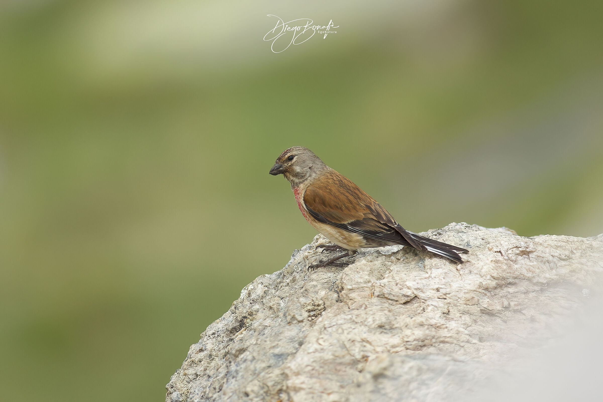 Male linnet in reproductive dress...
