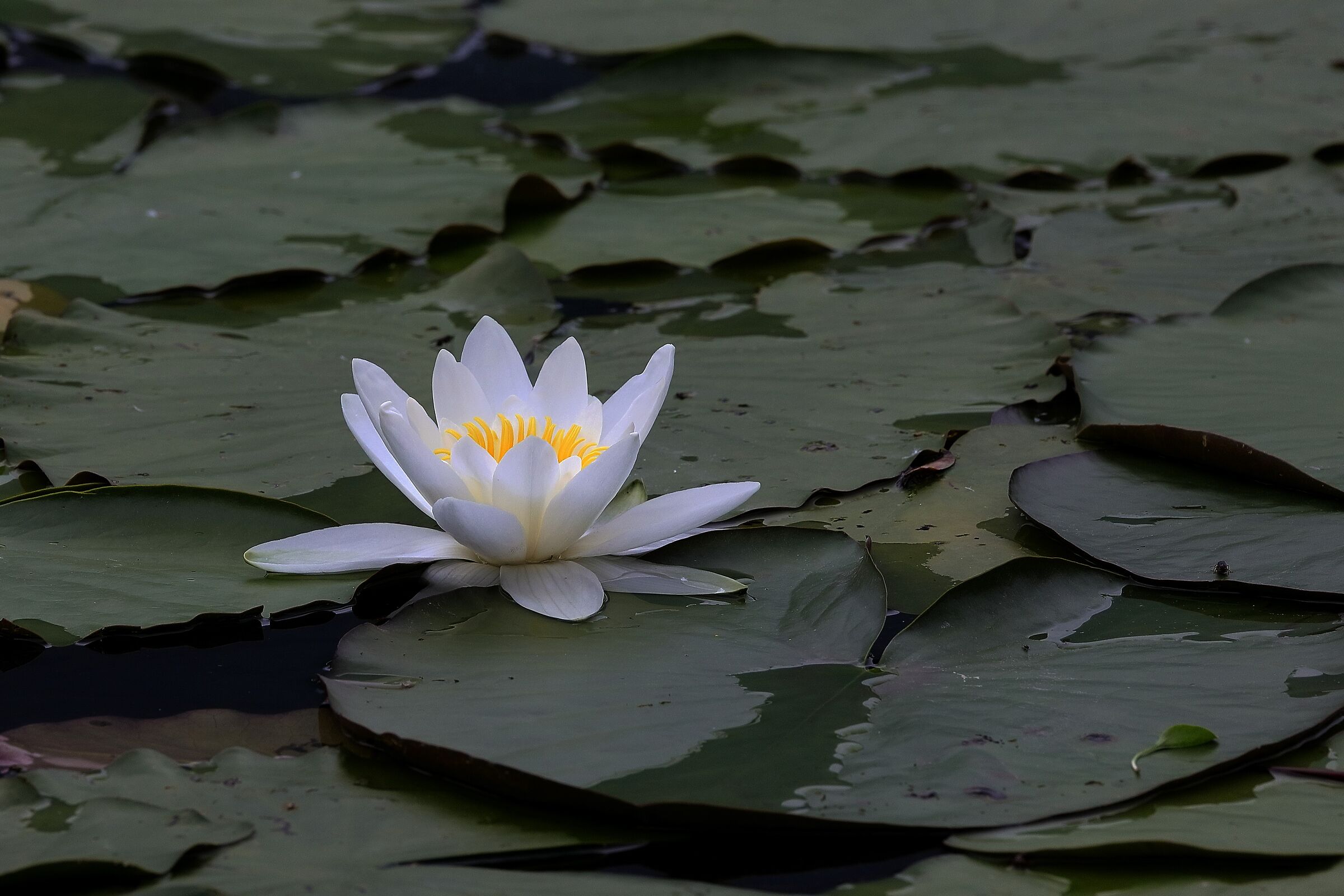 Water lily...