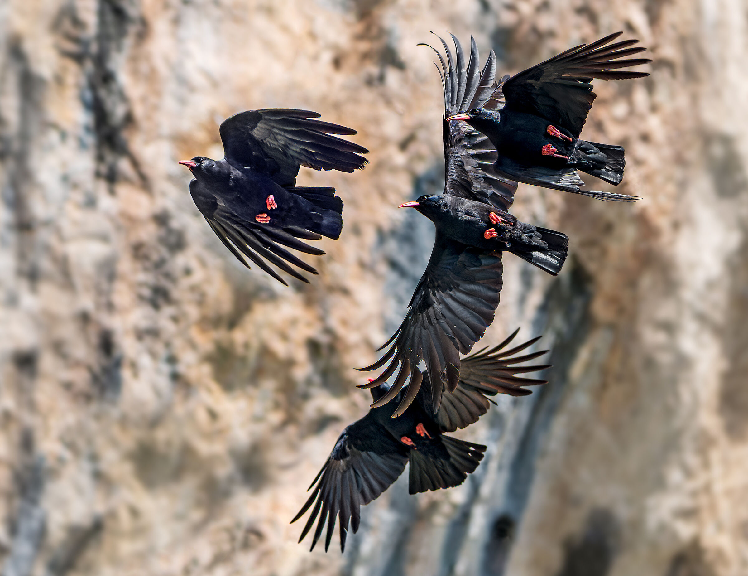 Coral choughs...