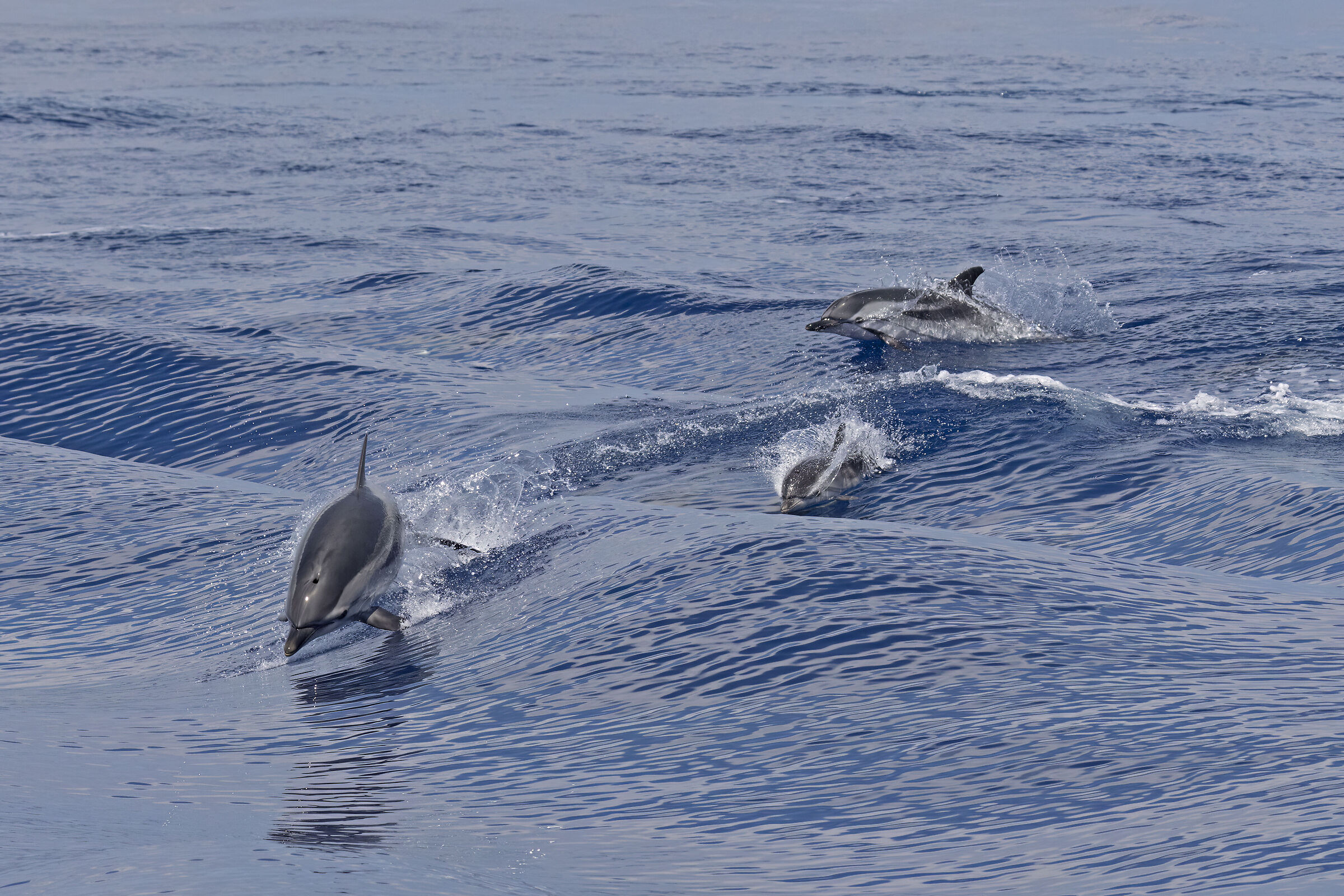 Striped dolphins....