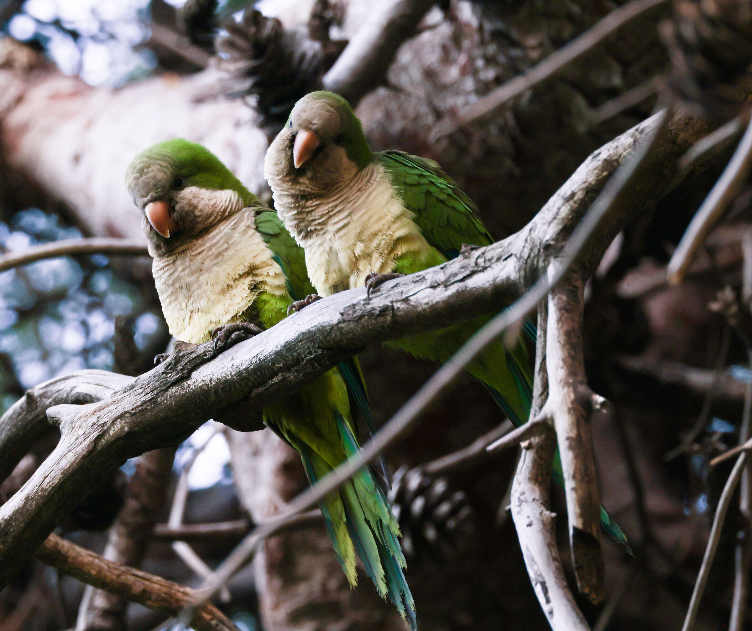 A couple of Monk Parakeets...