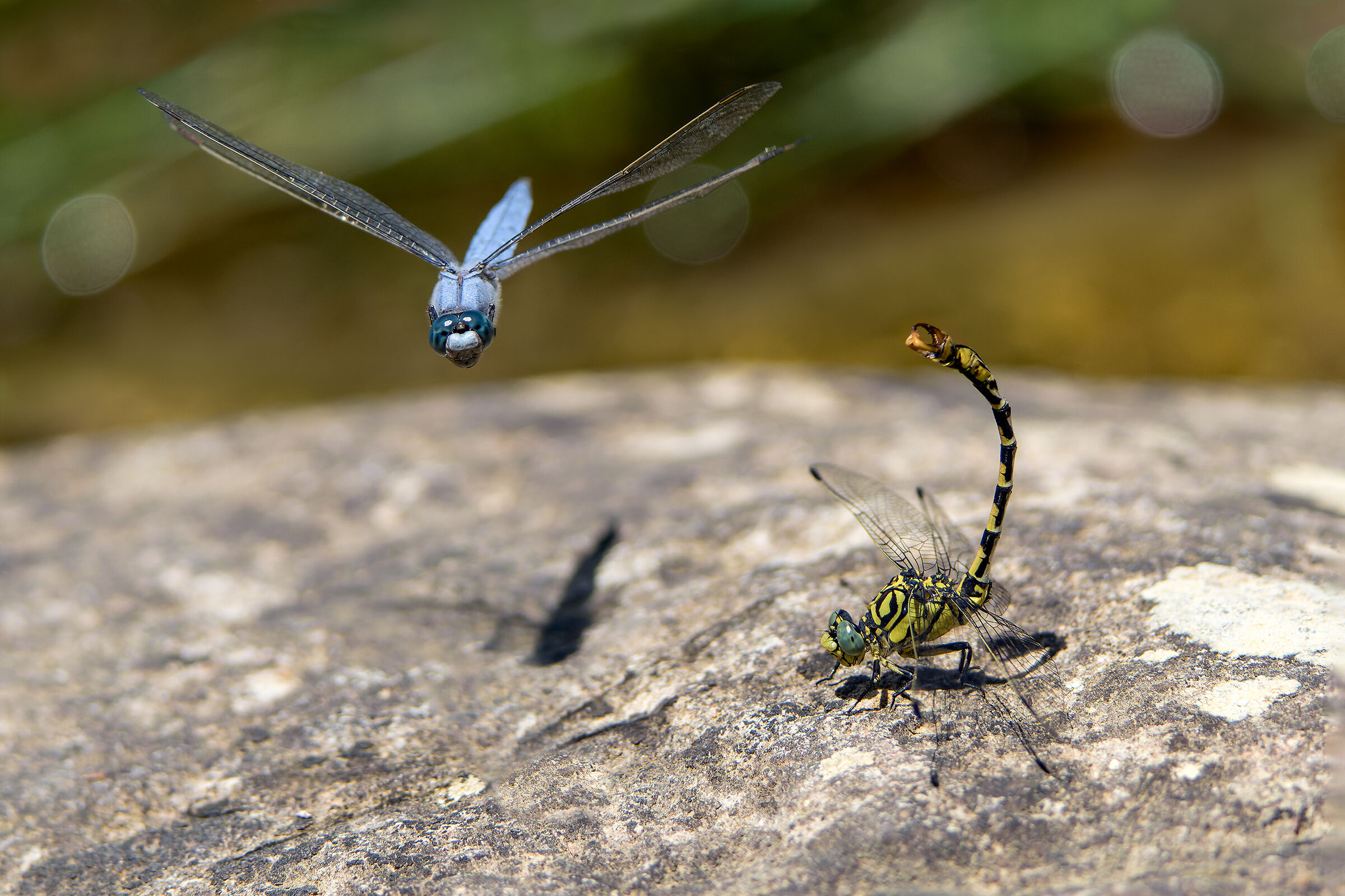 "Knock down!" - Threats between dragonflies...
