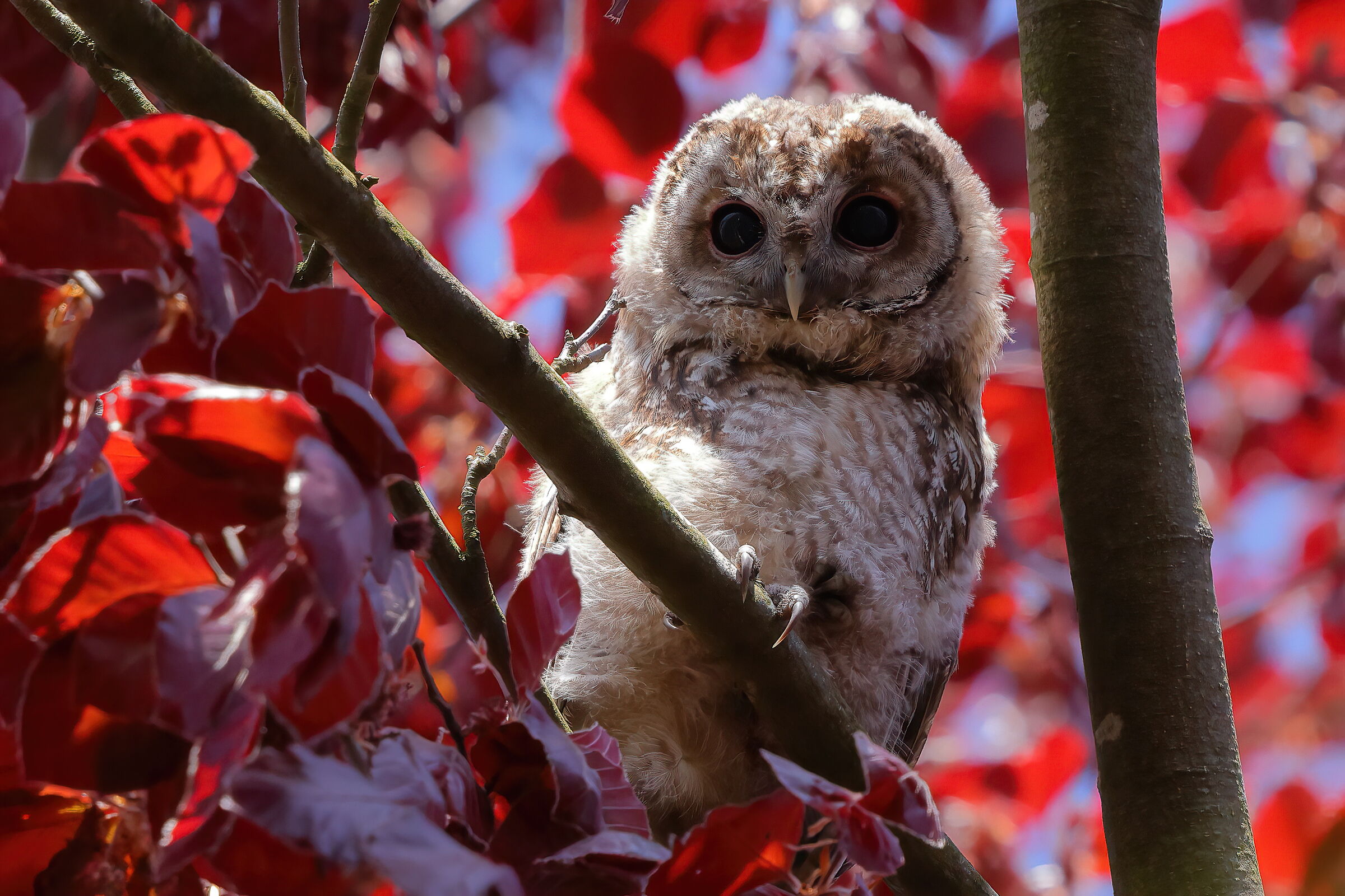 Young tawny owl...
