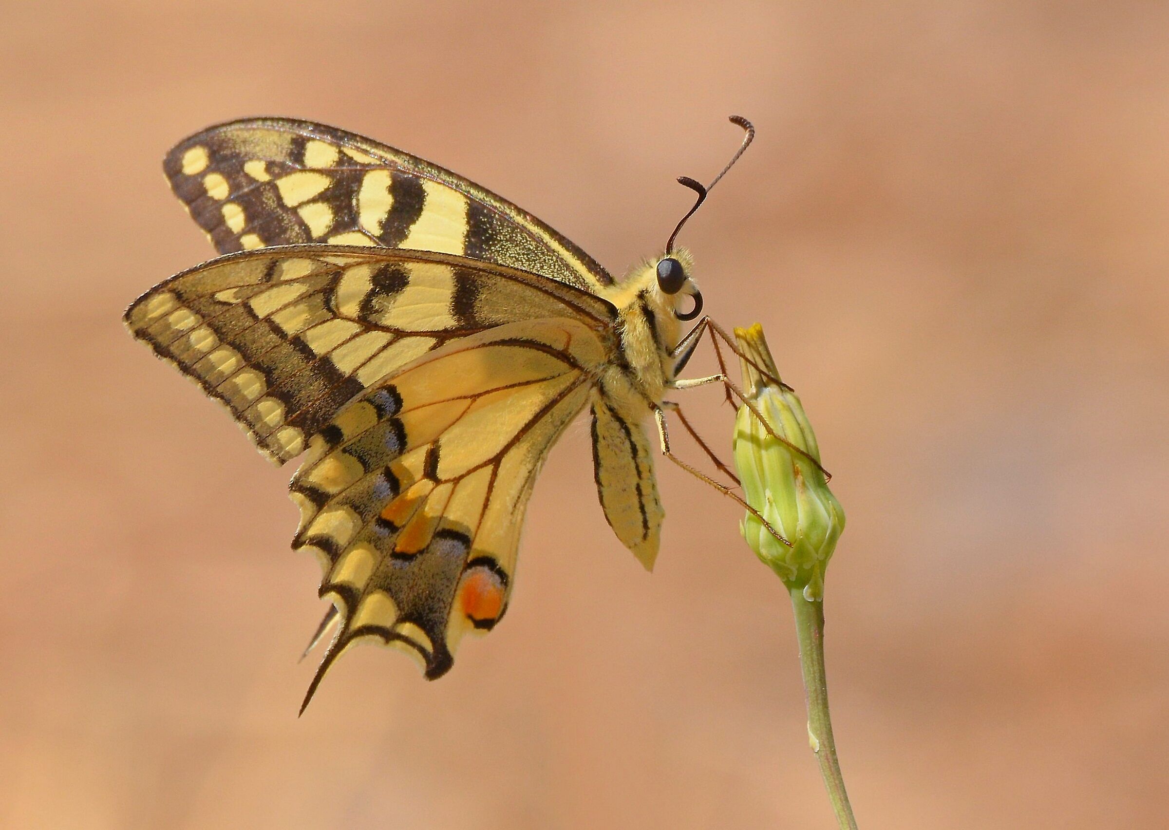 Macaone (Papilio machaon)...