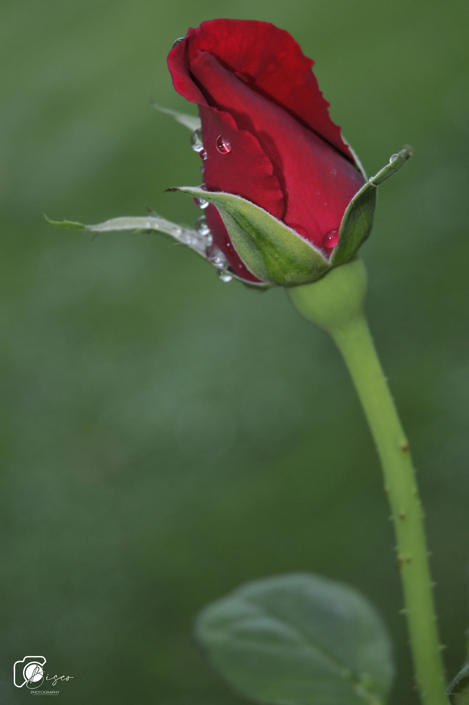 Rosa rossa per te......