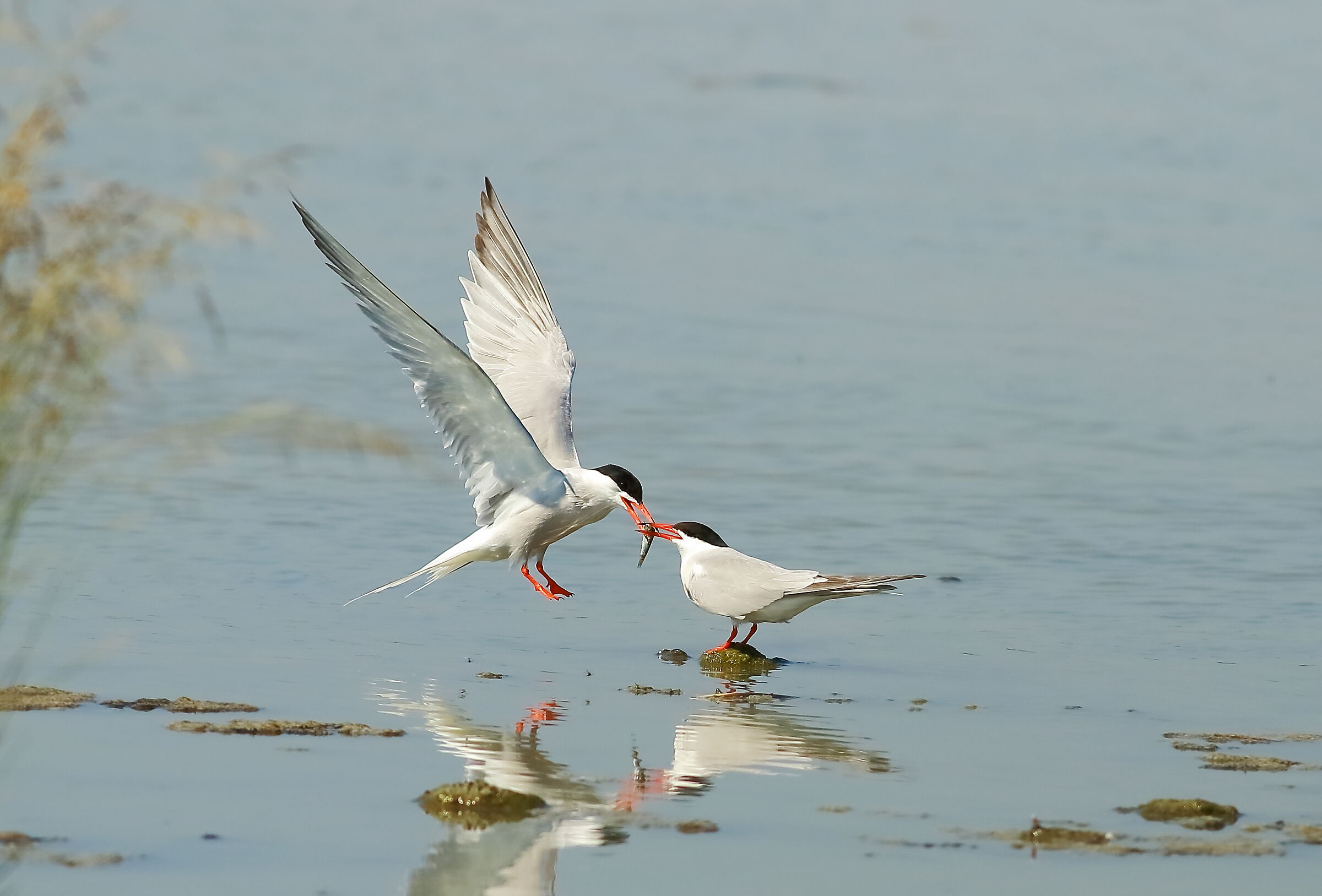 Terns: exchange prey (minnow)...