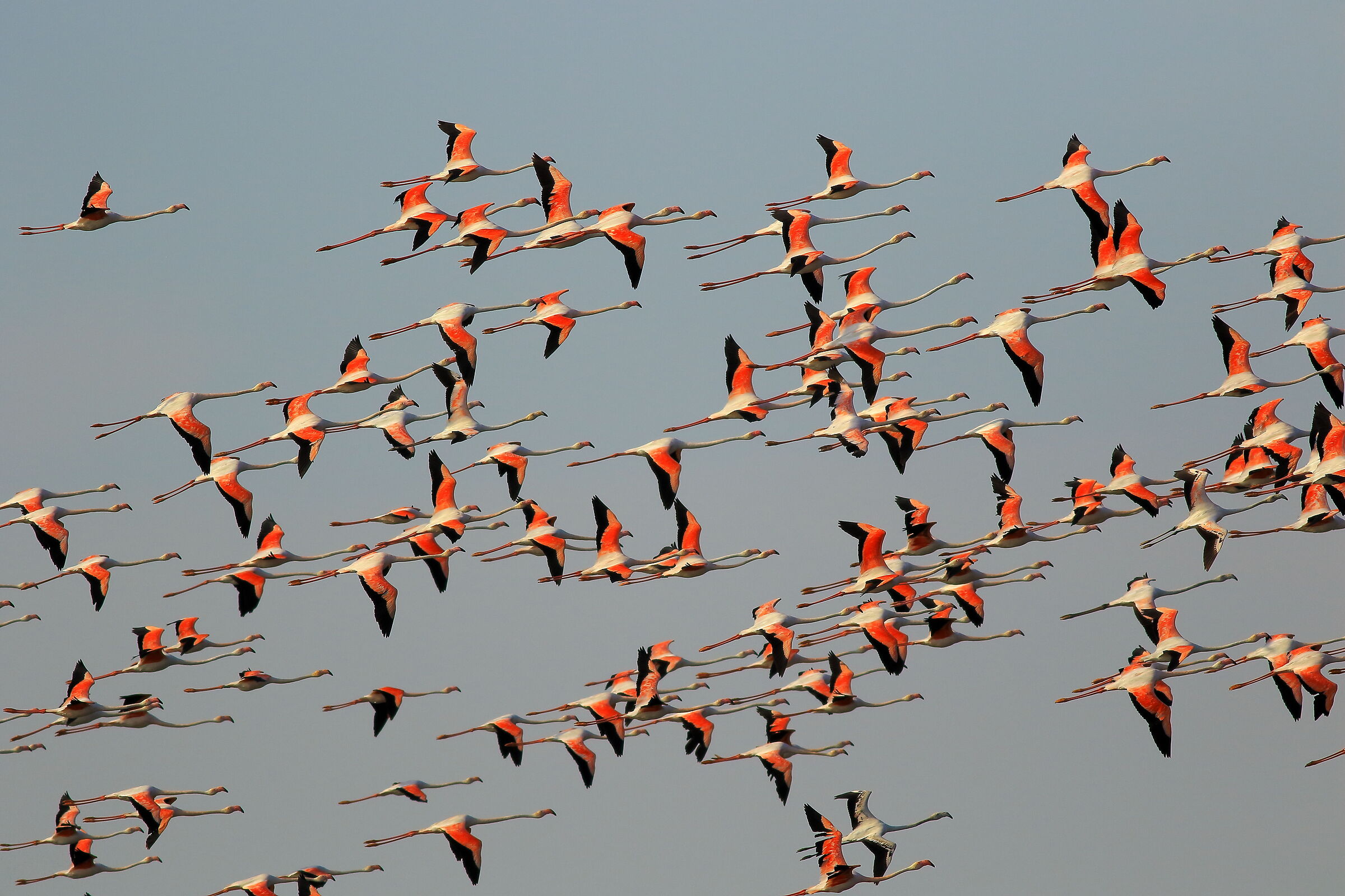 Flamingos frightened by hang gliding, Val Zavelea...