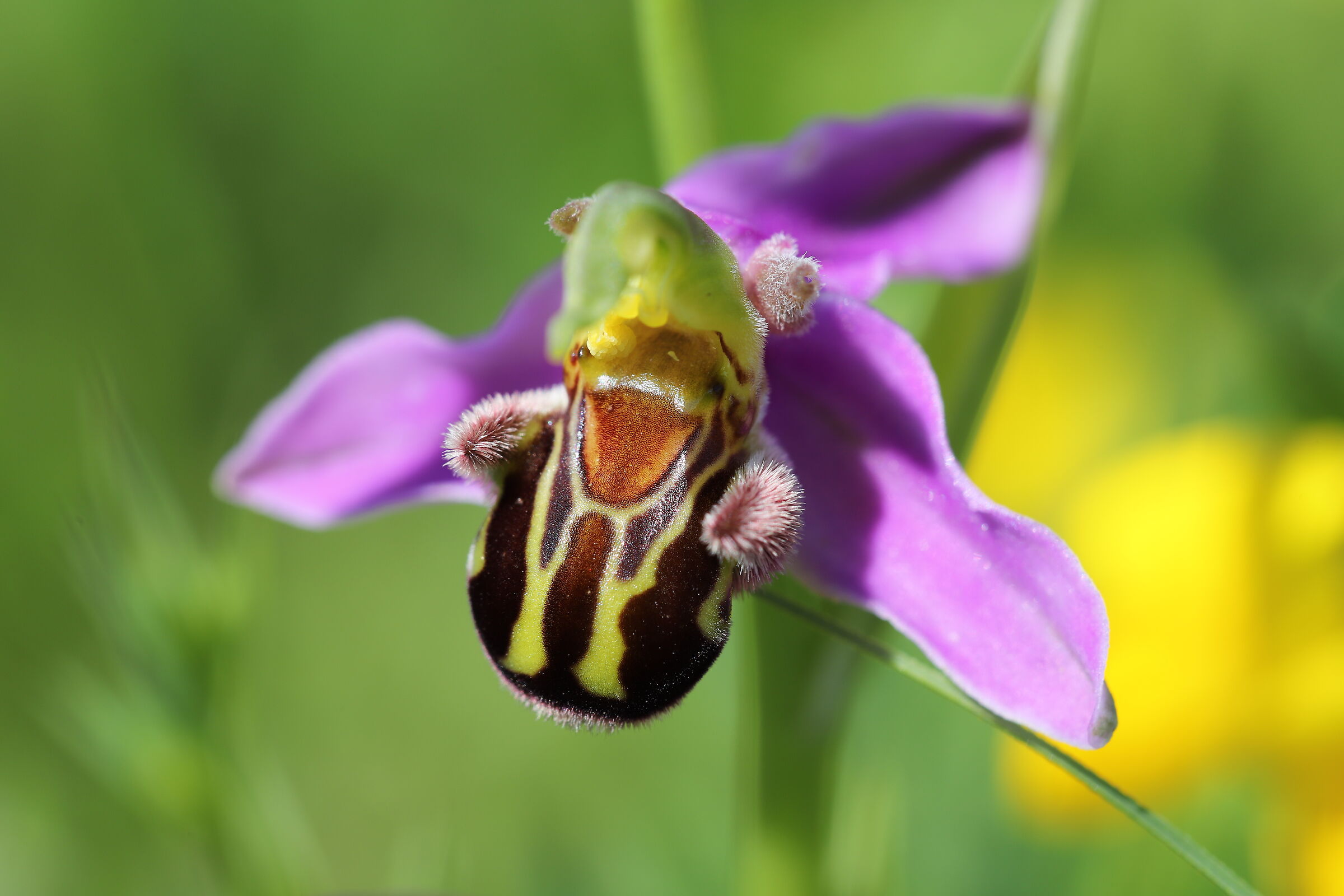 Orchidea fior di api...