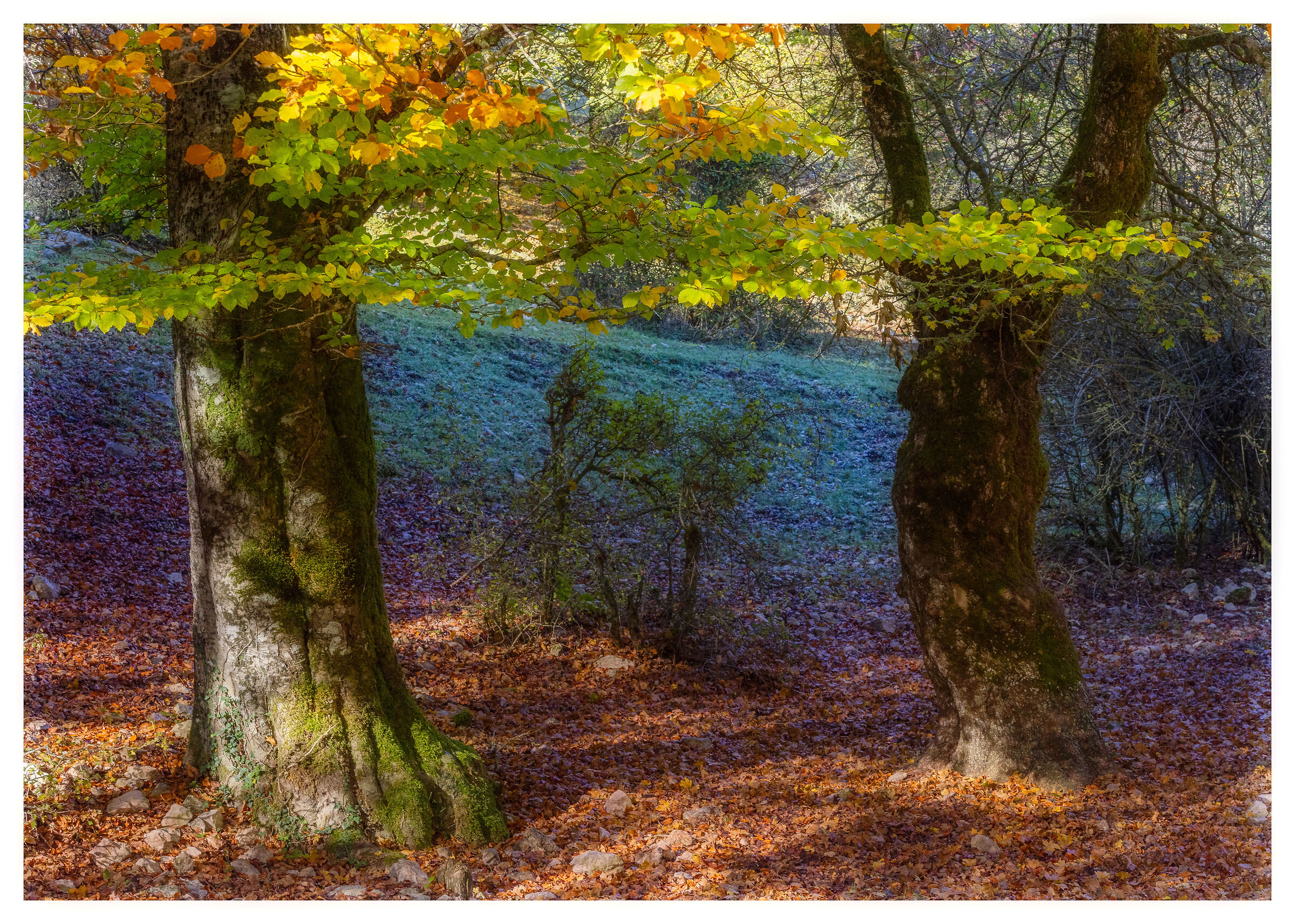 Autumn wooded areas...