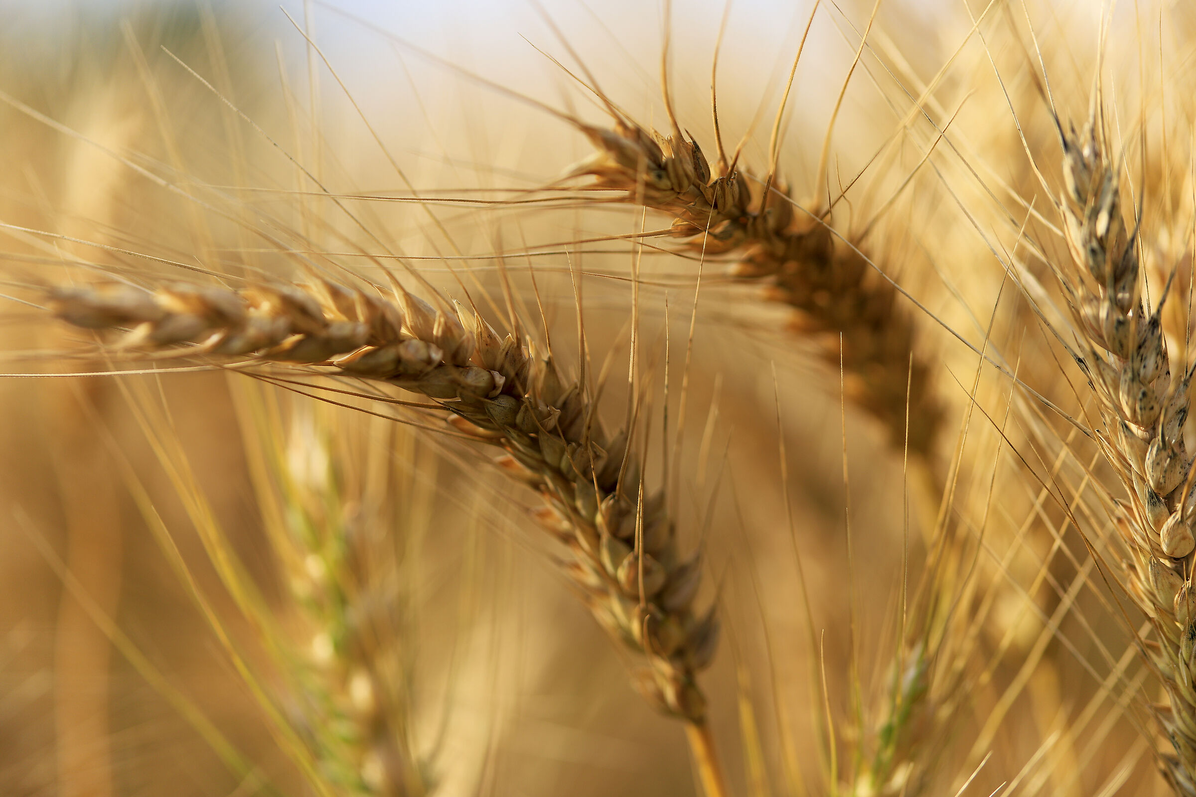 The Gold of Wheat...