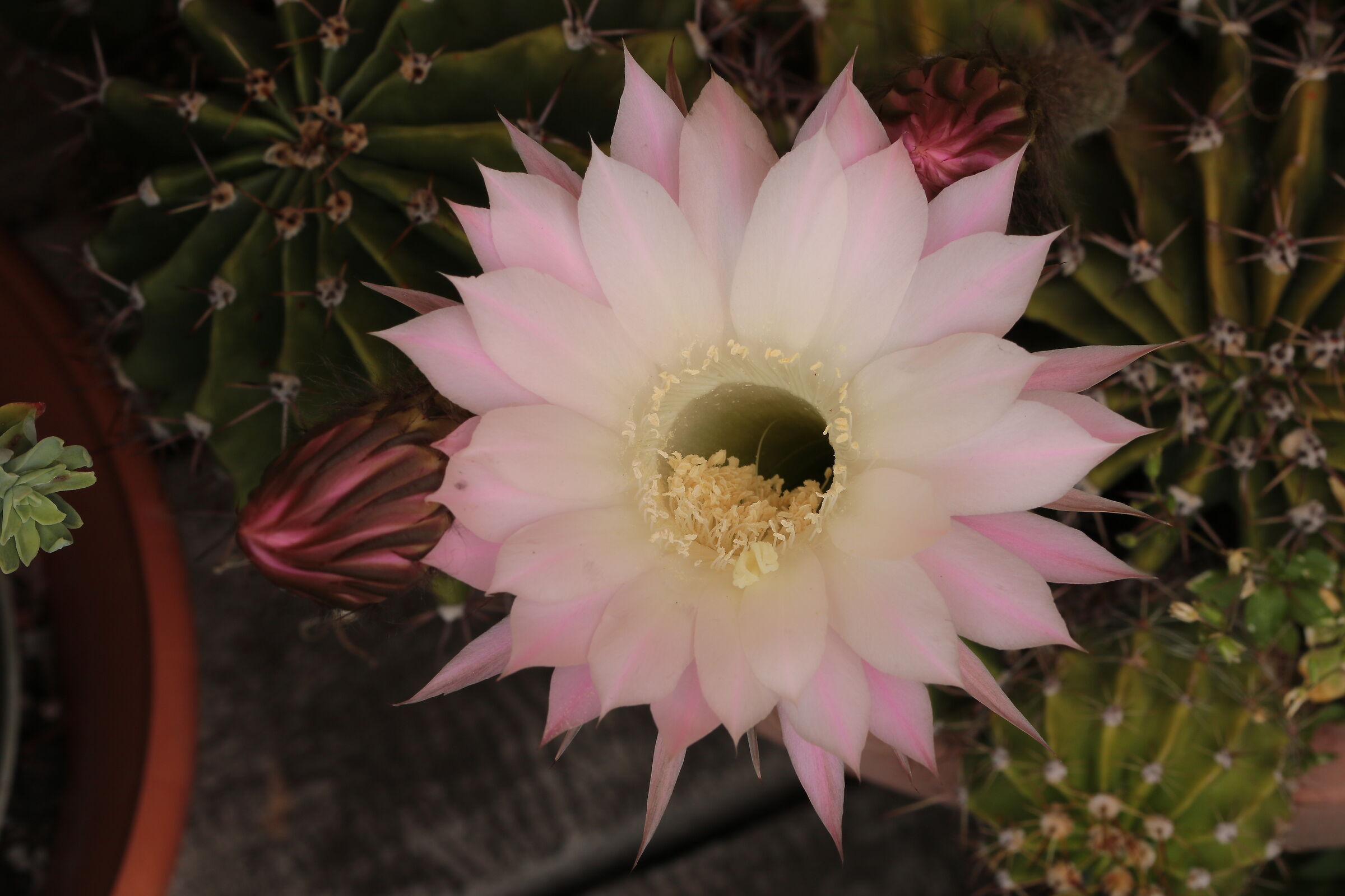 Echinopsis pink cactus flower 14/06/2023...