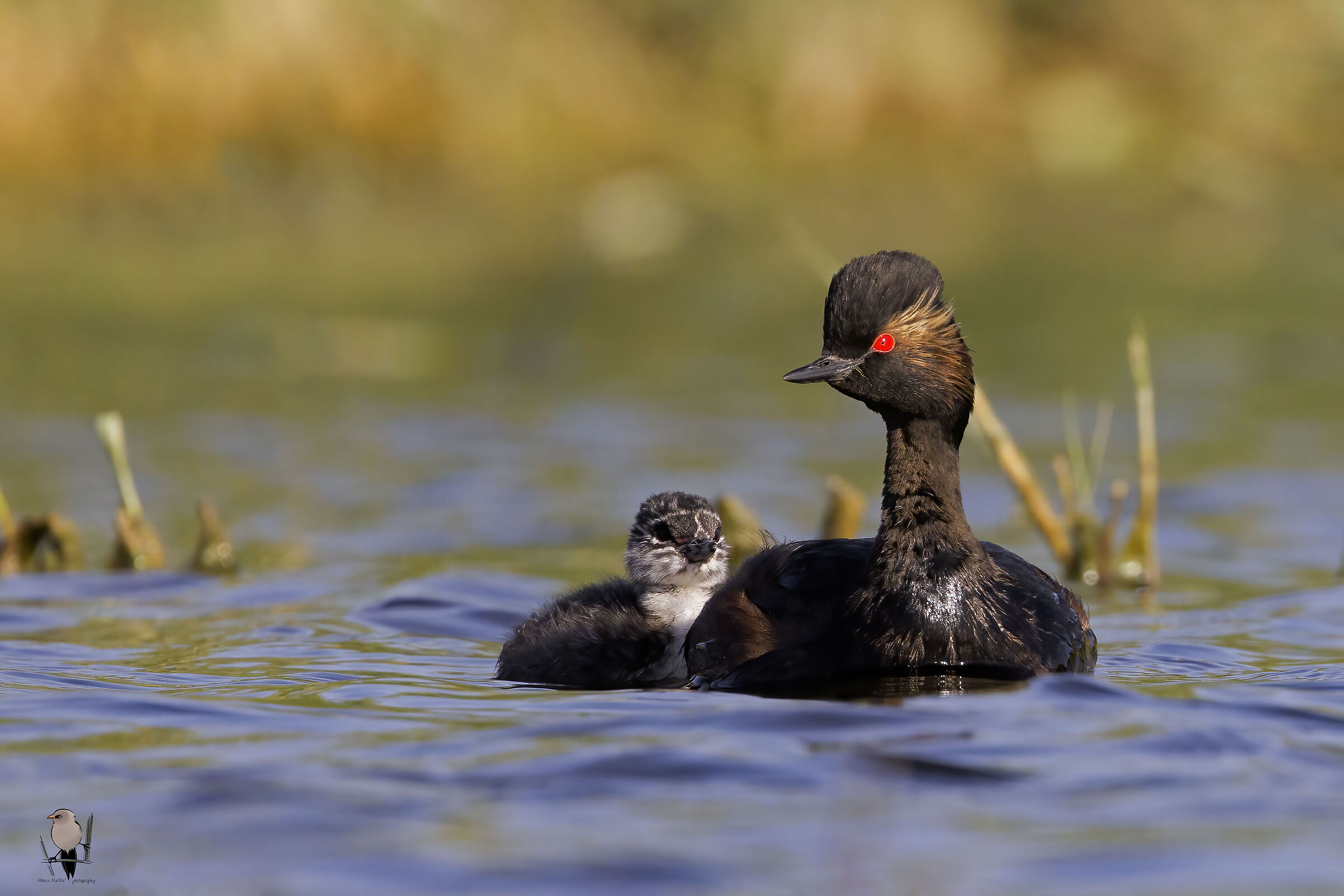 Walking with mom (Little Grebe)...