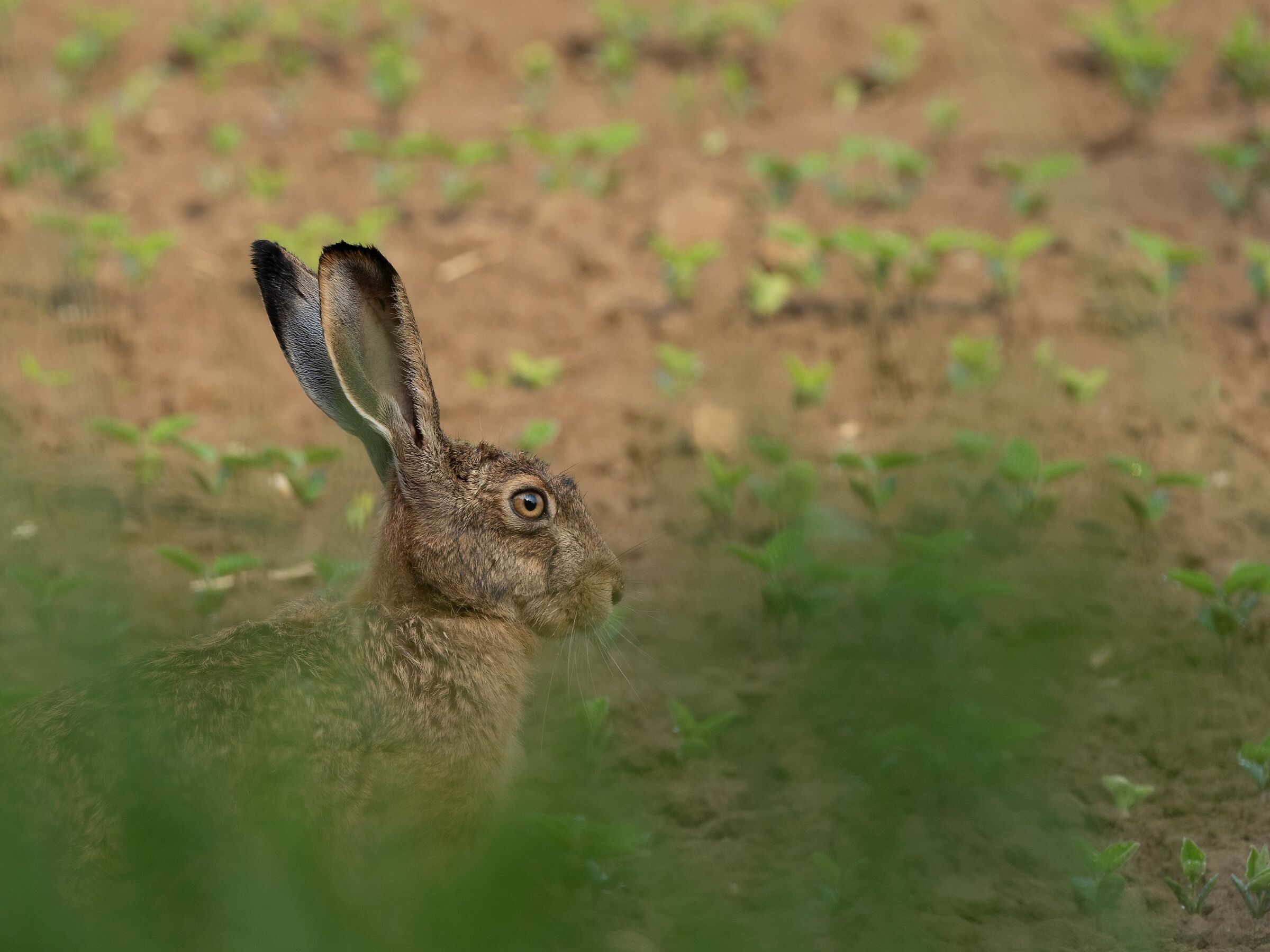 Wild hare ...