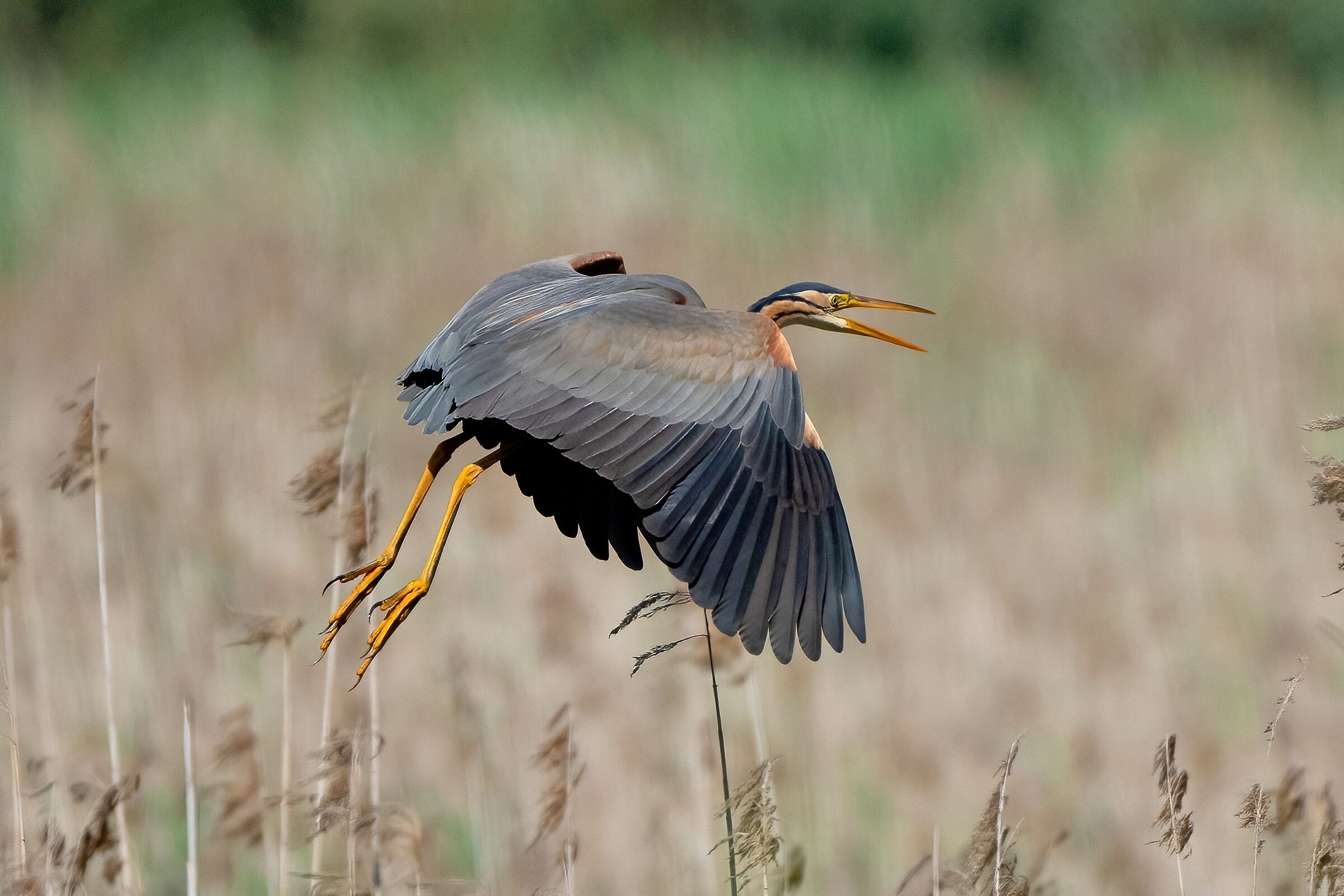 The beauty that emanates from the reeds Red Heron. ...