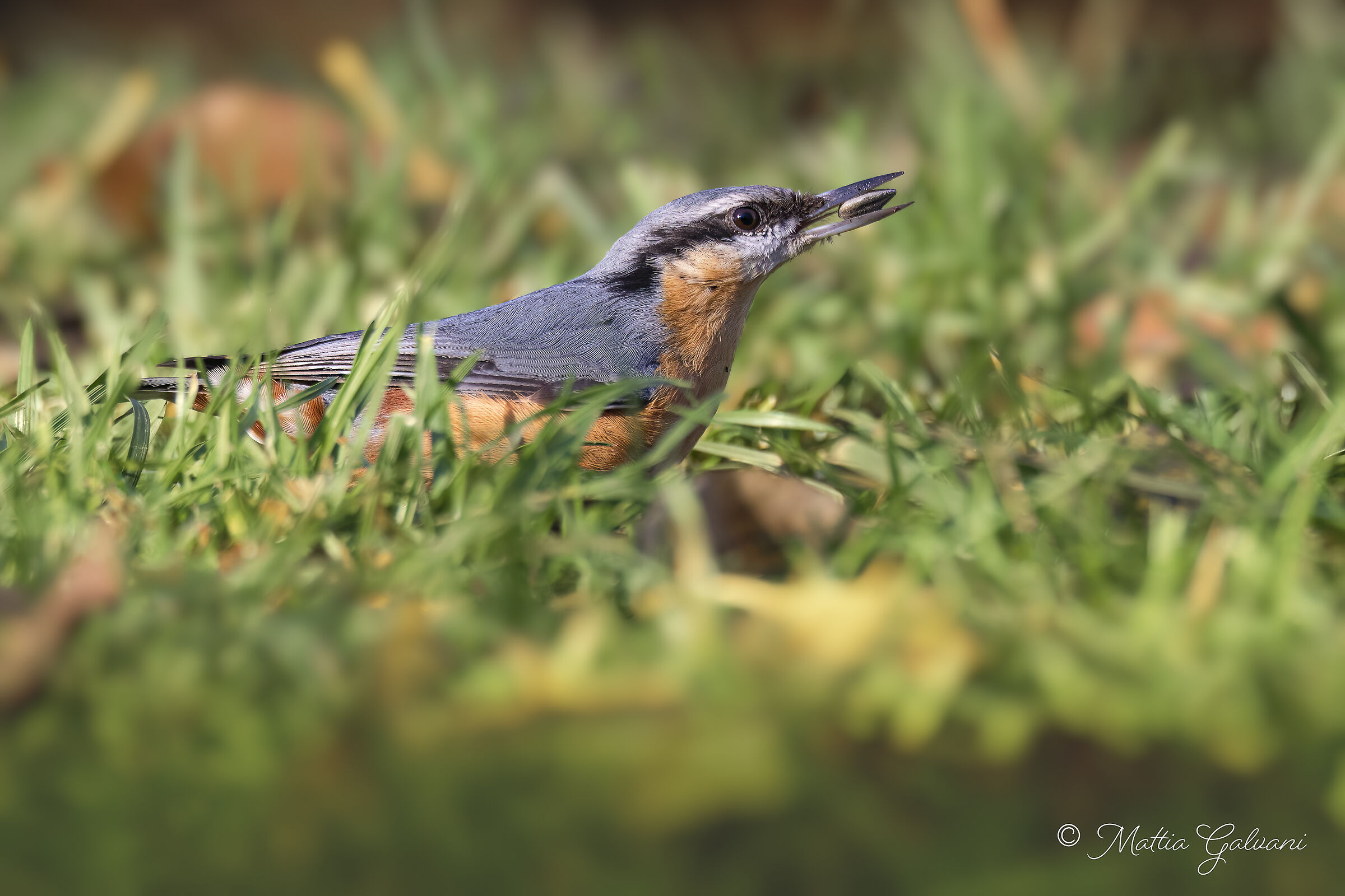 Nuthatch on the lawn...