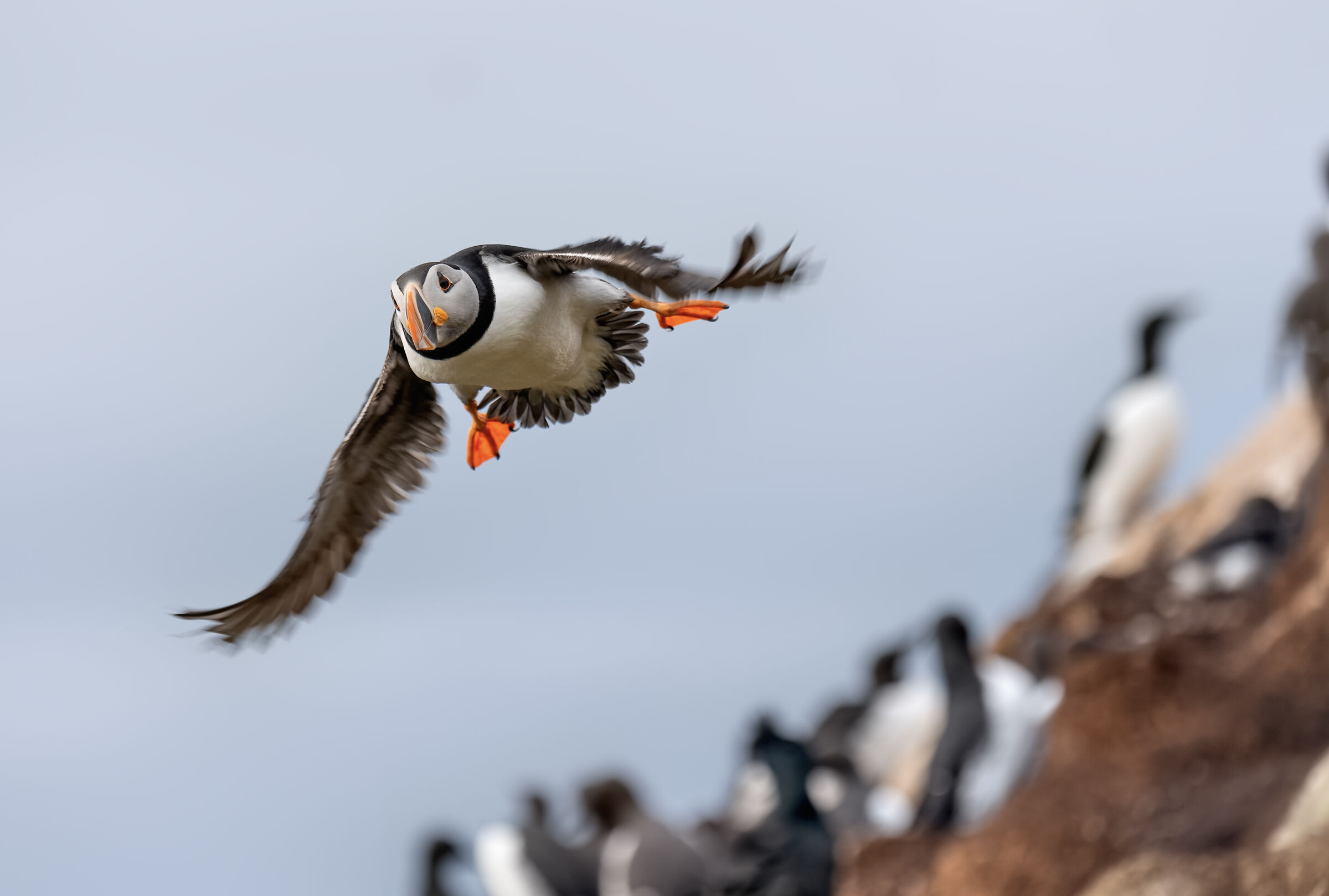 flying puffin...