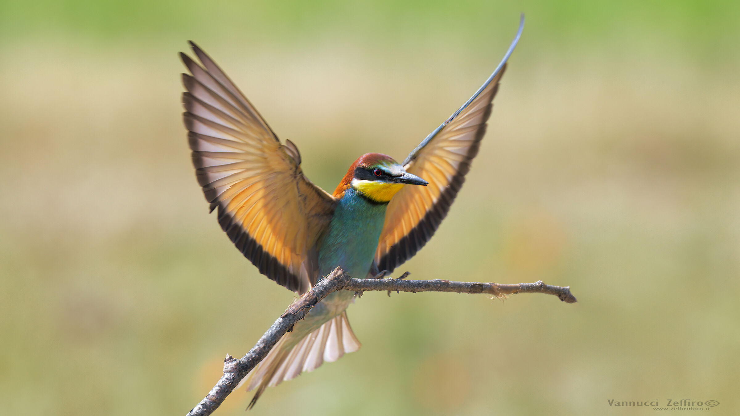 Bee-eater arrival....