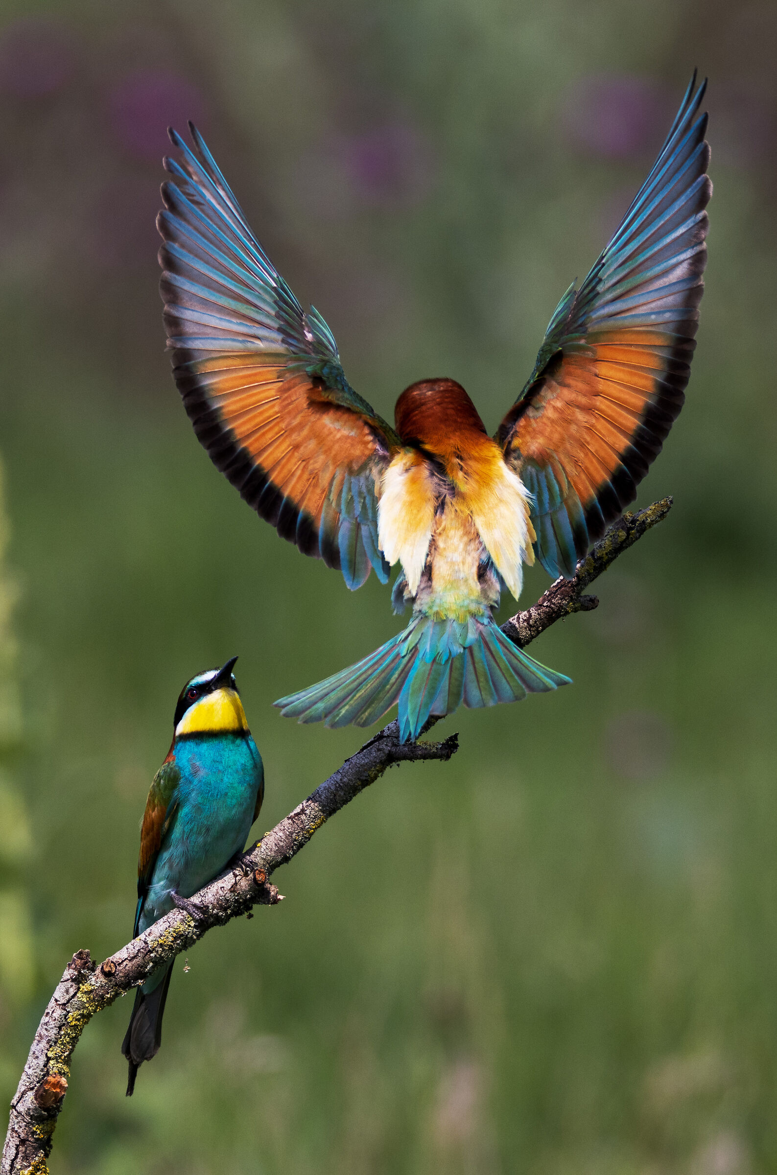 Bee-eater that "struts"...