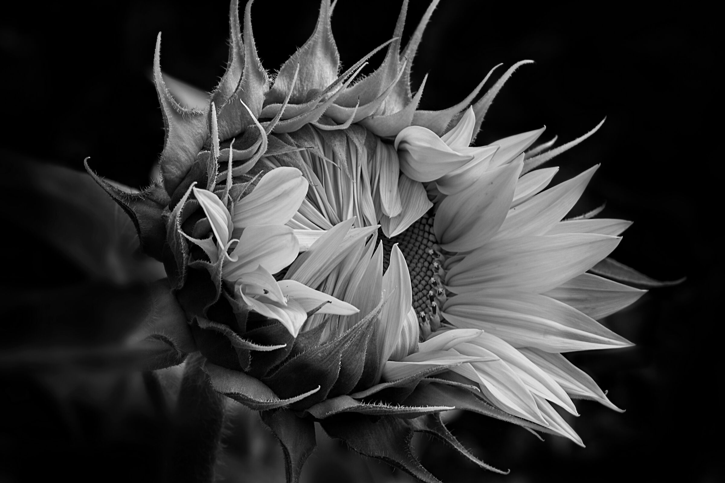 The sunflower...