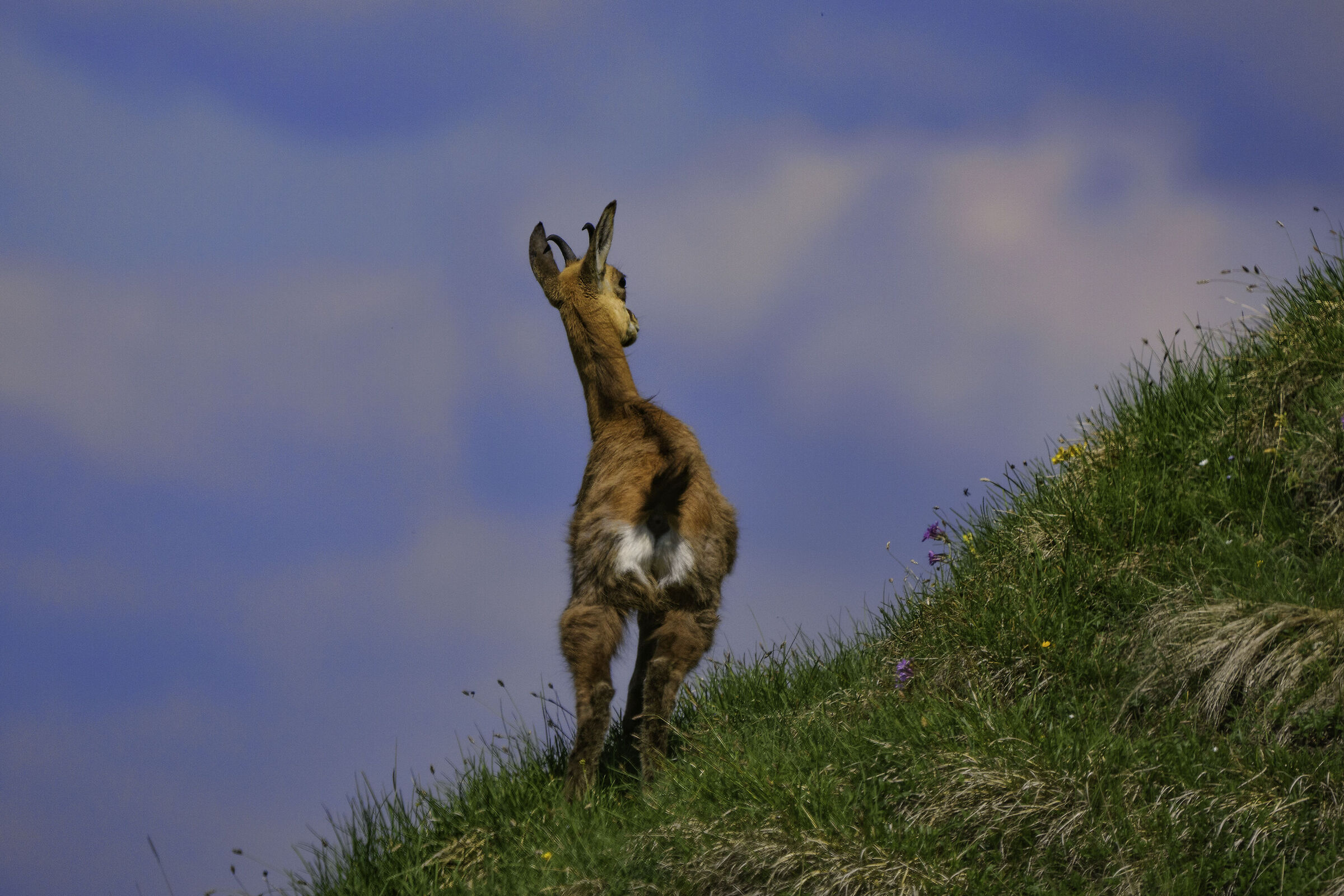 Young chamois...