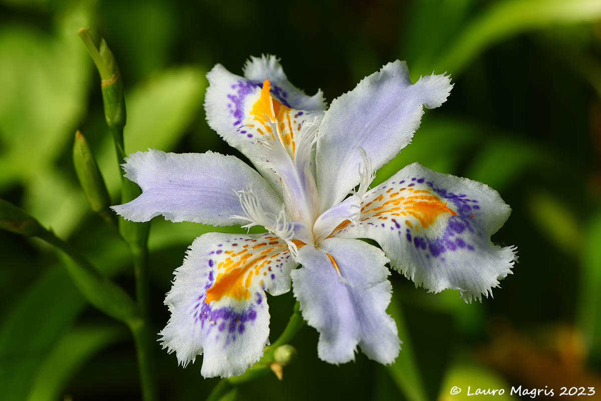 Iris Japonica "variegata"...