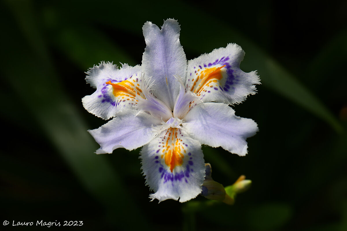 Iris japonica variegata...