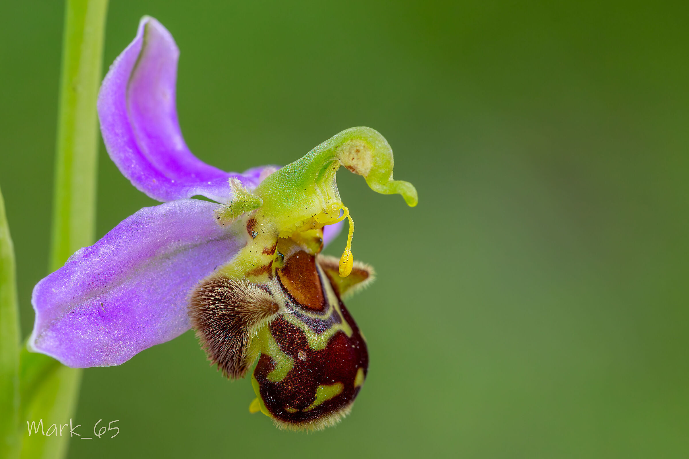 ophrys apifera...