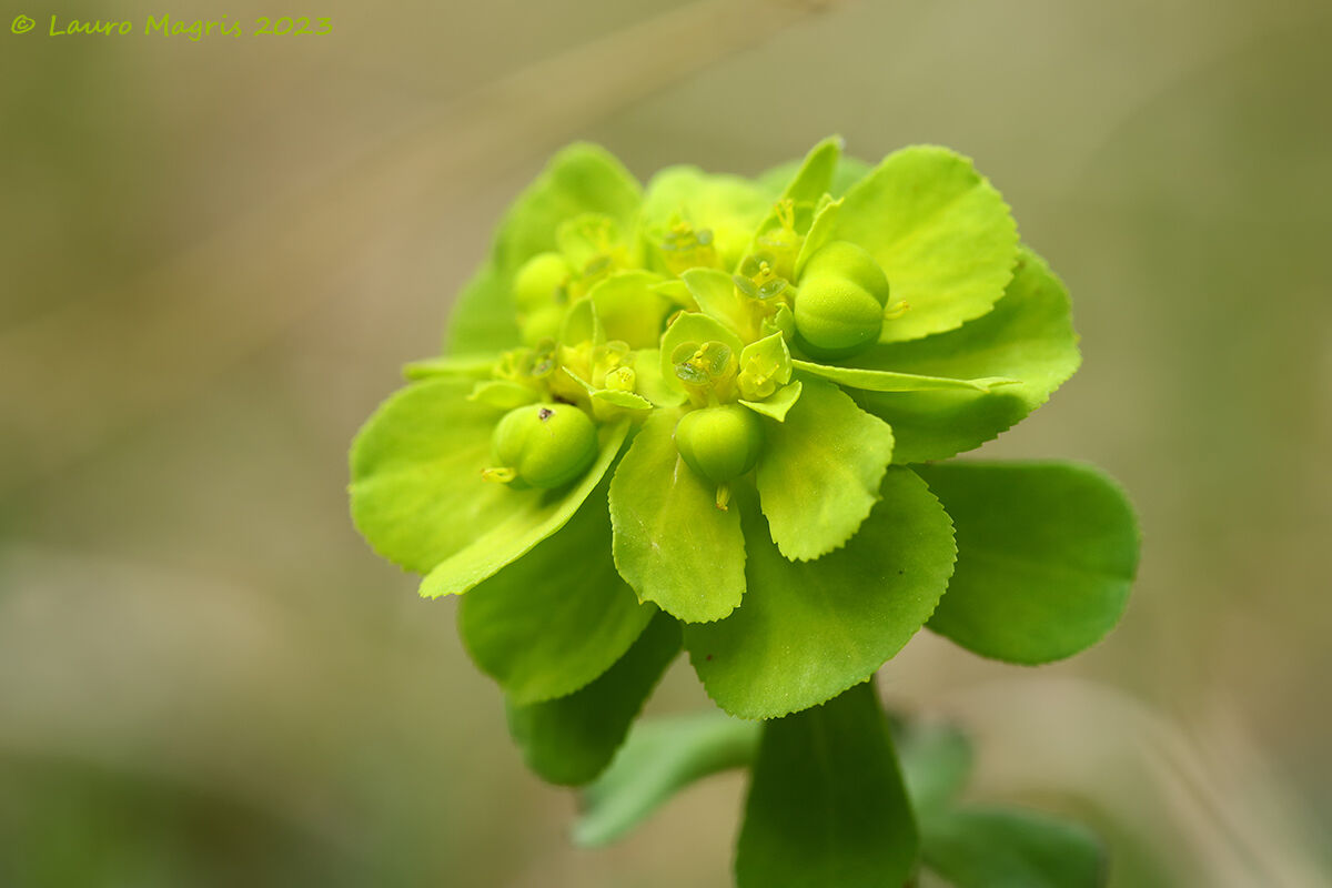 Euphorbia calenzula...