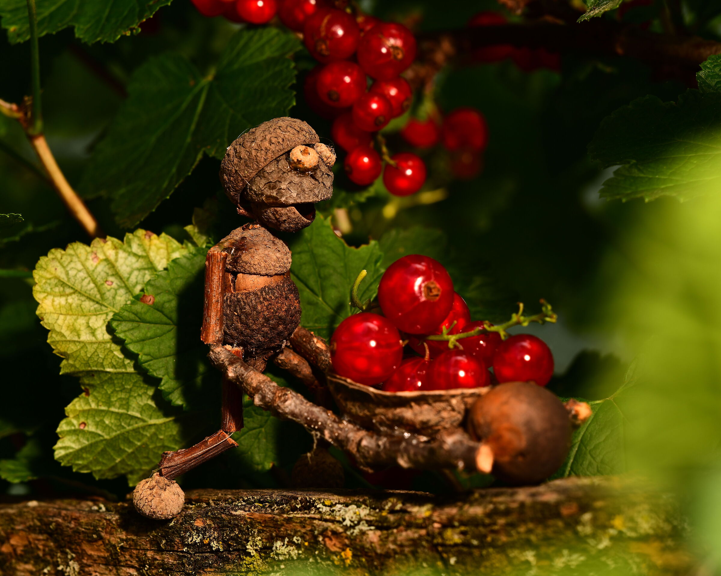 Il ladro di uva spina... acorn elves...