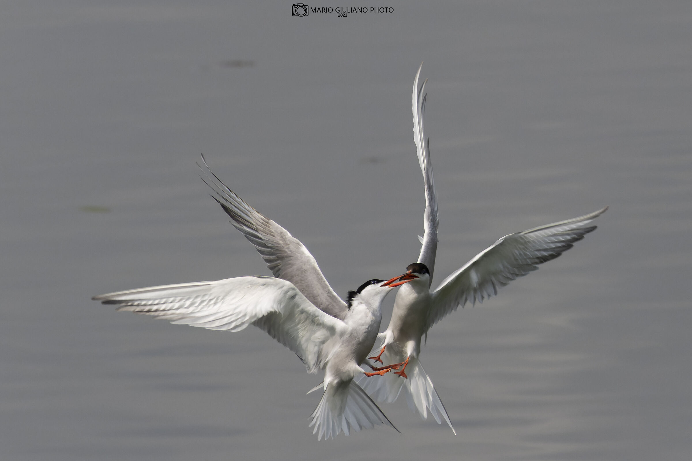 Quarrel between terns...
