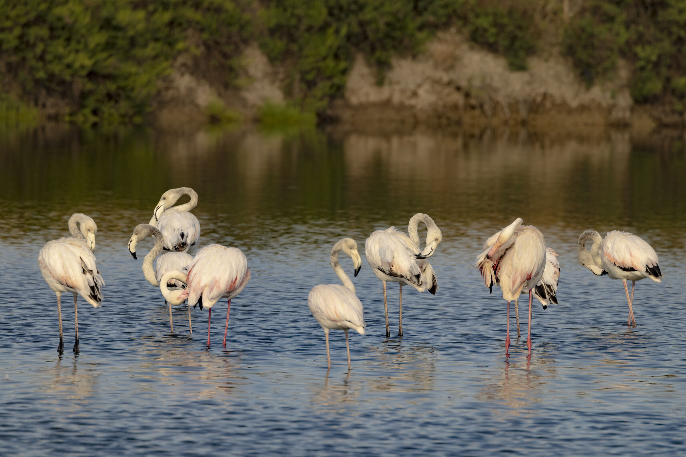 A flock of flamingos...