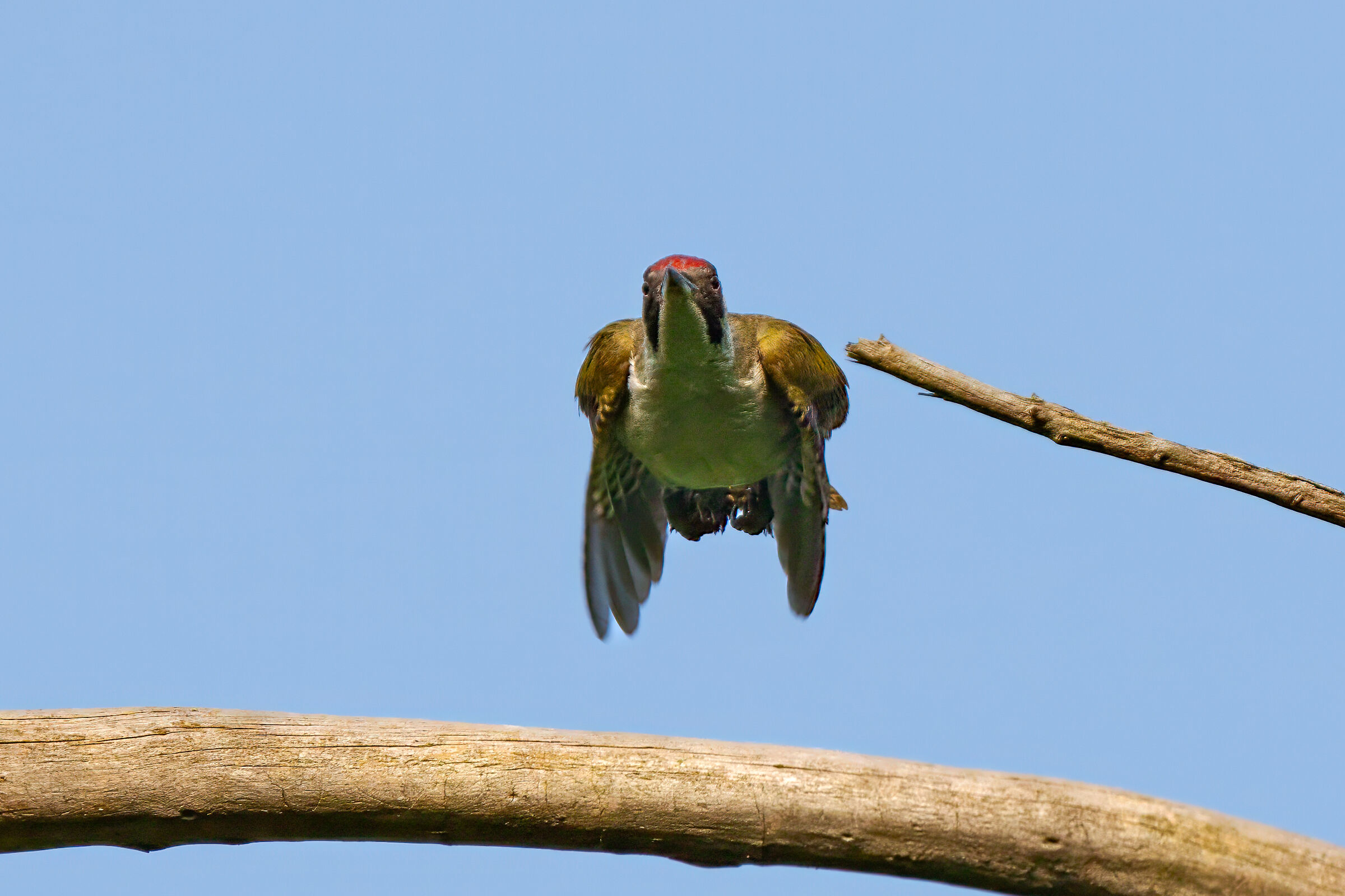 Flying woodpecker...