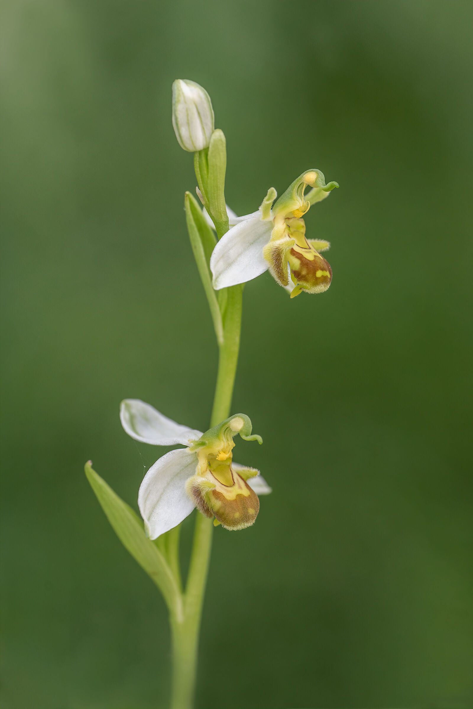 Ophrys Apifera var.flavescens...