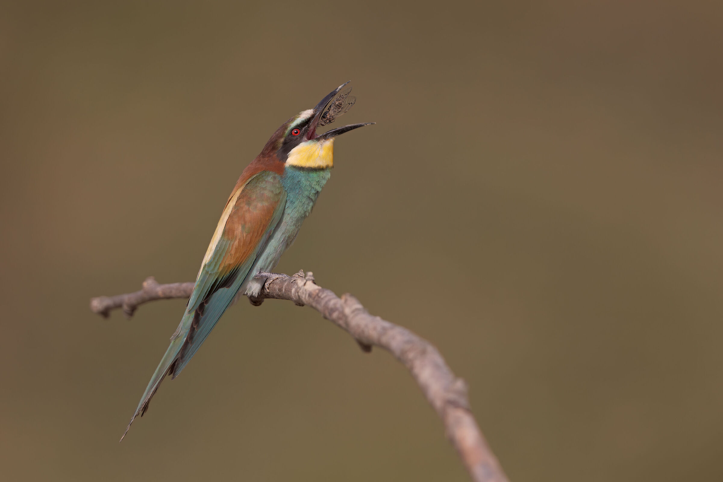 Bee-eater with cicada...