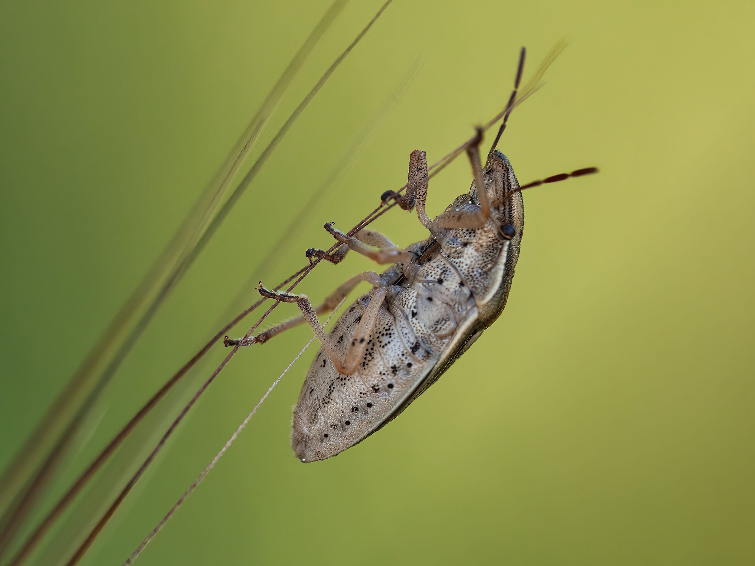 Marmorated stink bug (Haliomorpha halis)...