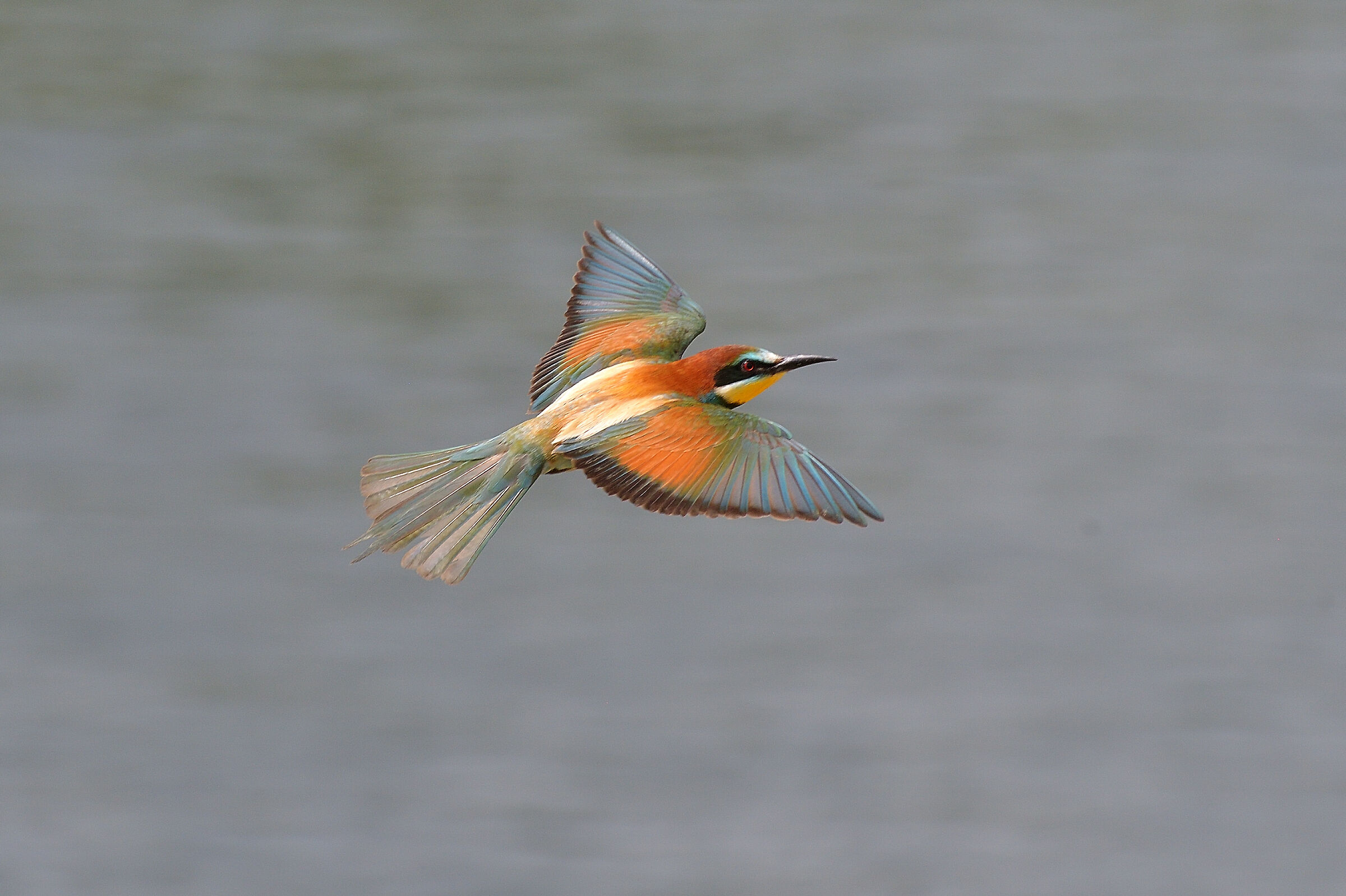 Bee-eater.....