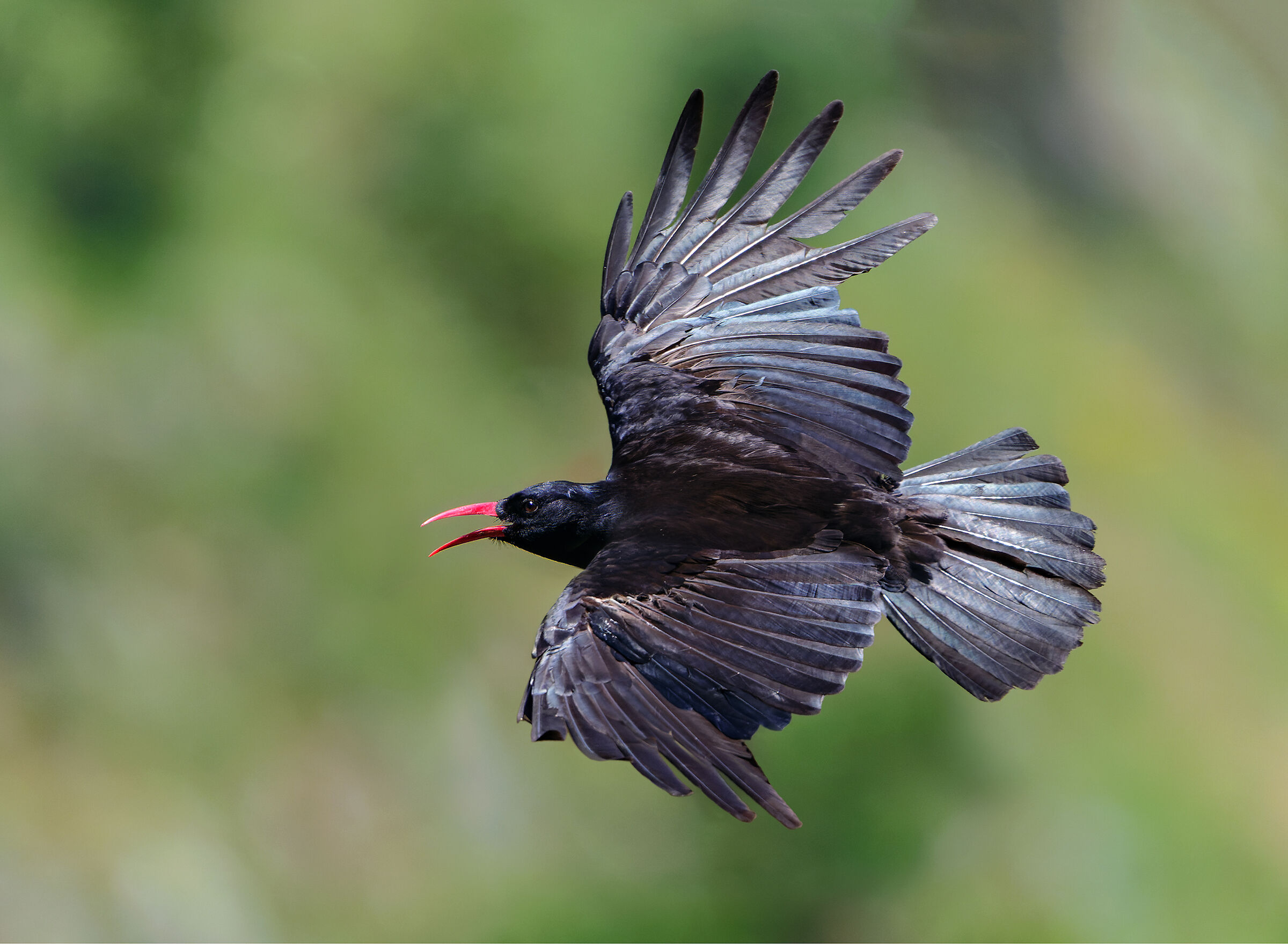 How hot!  - Coral chough...