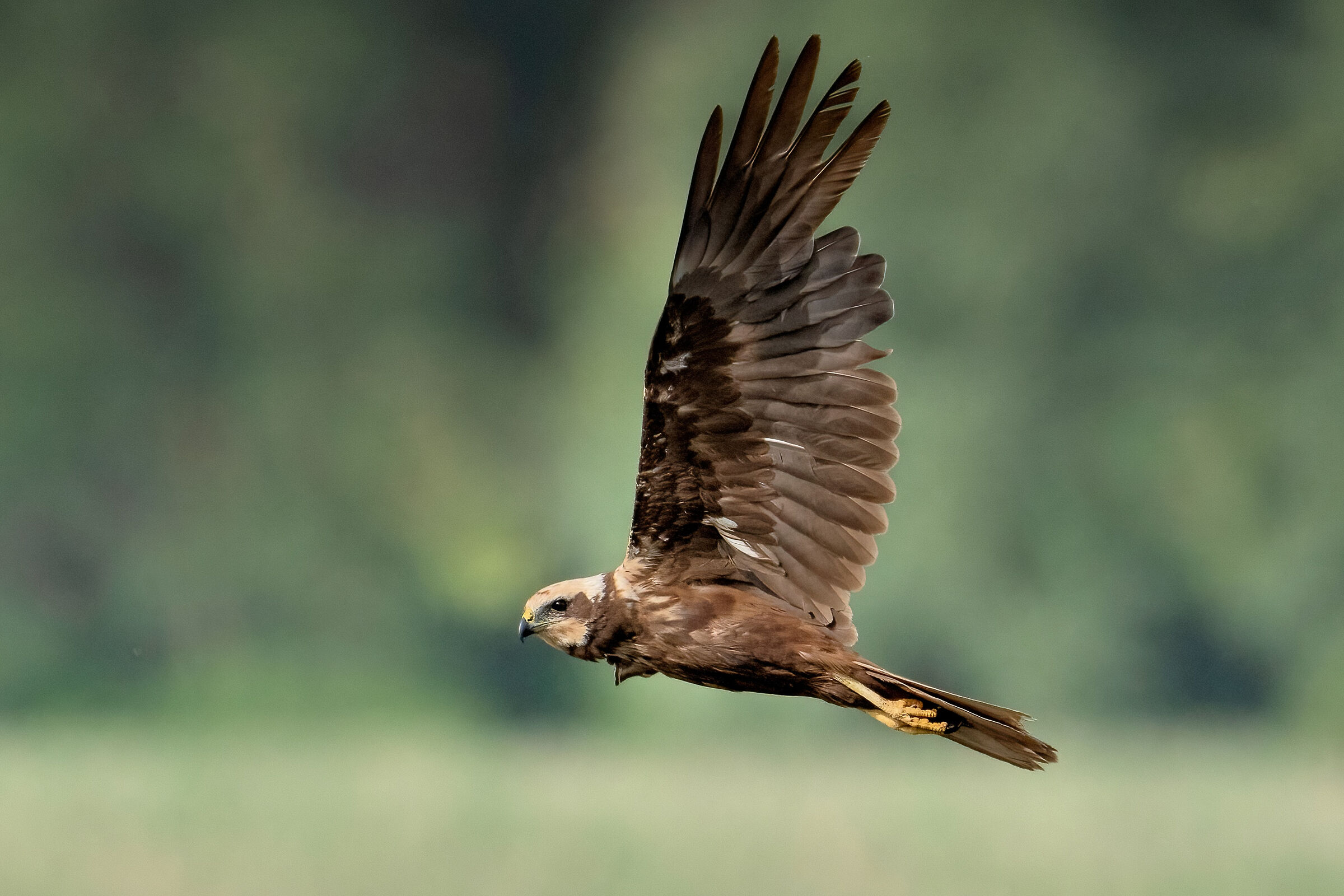 Falco di palude (Circus aeruginosus) femmina...
