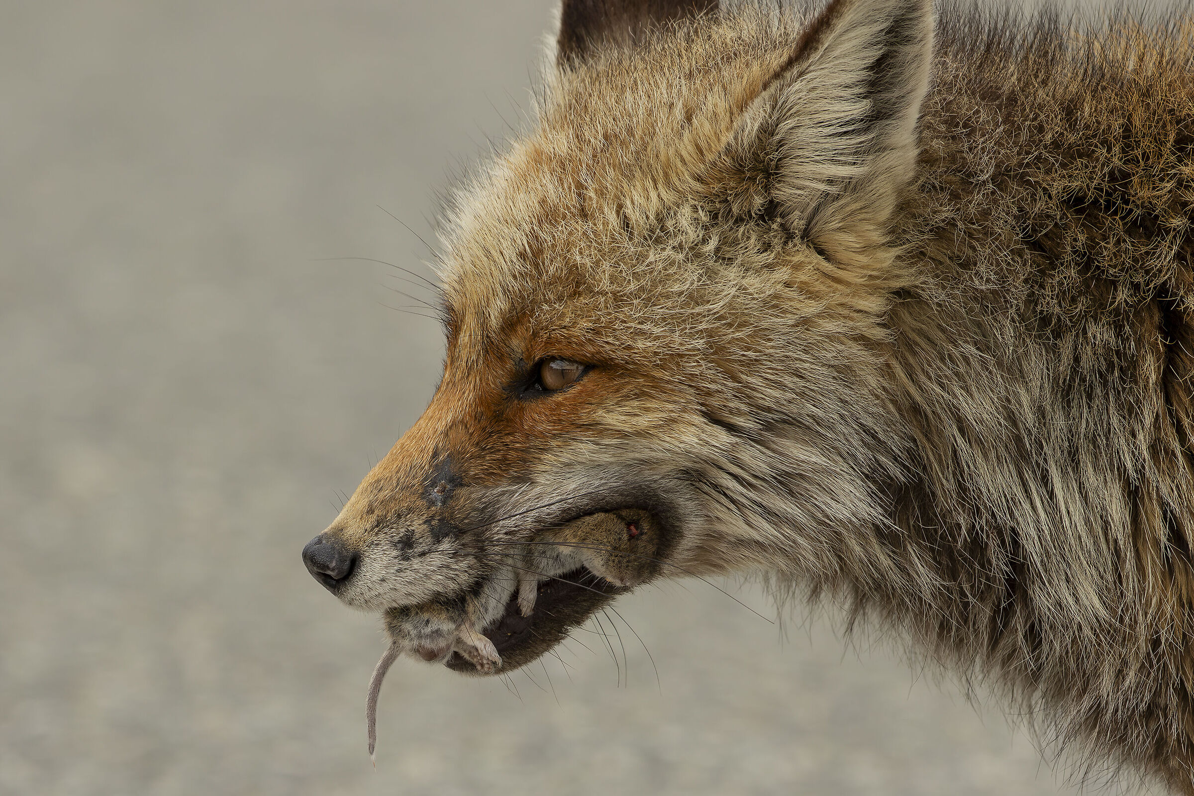Fox with prey...