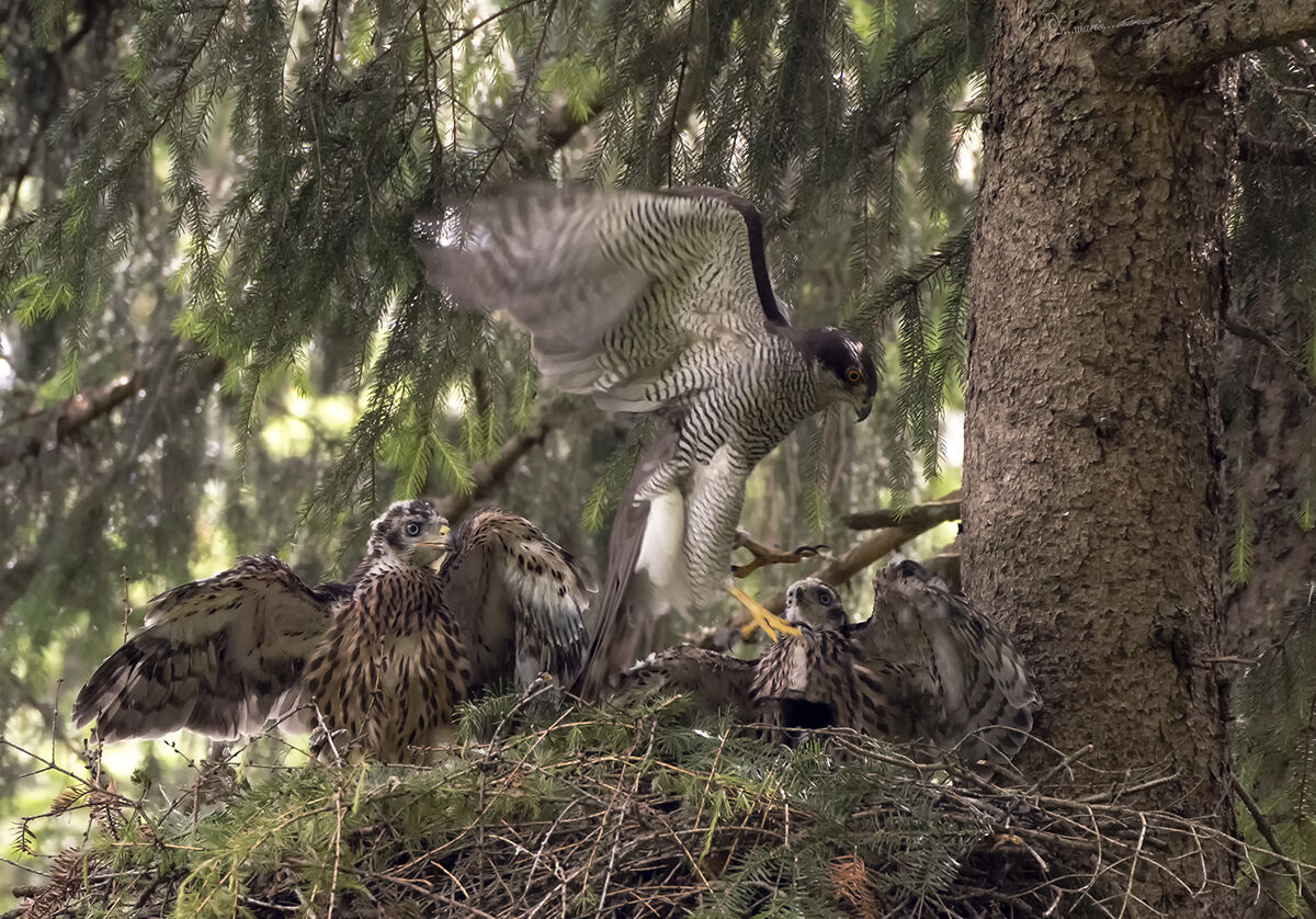 goshawk on the nest with pullets...
