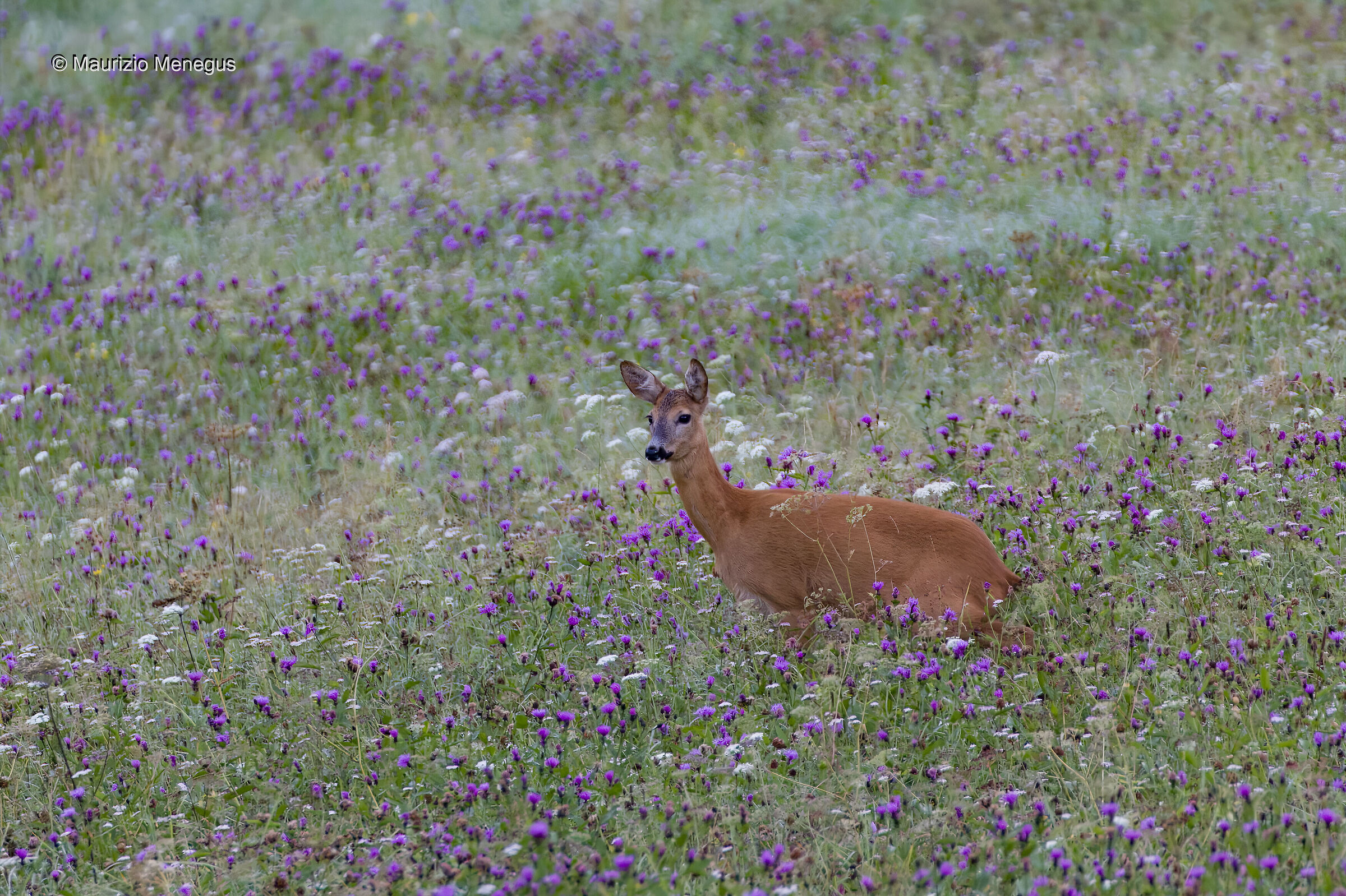 Female roe deer in a sea of flowers  ...