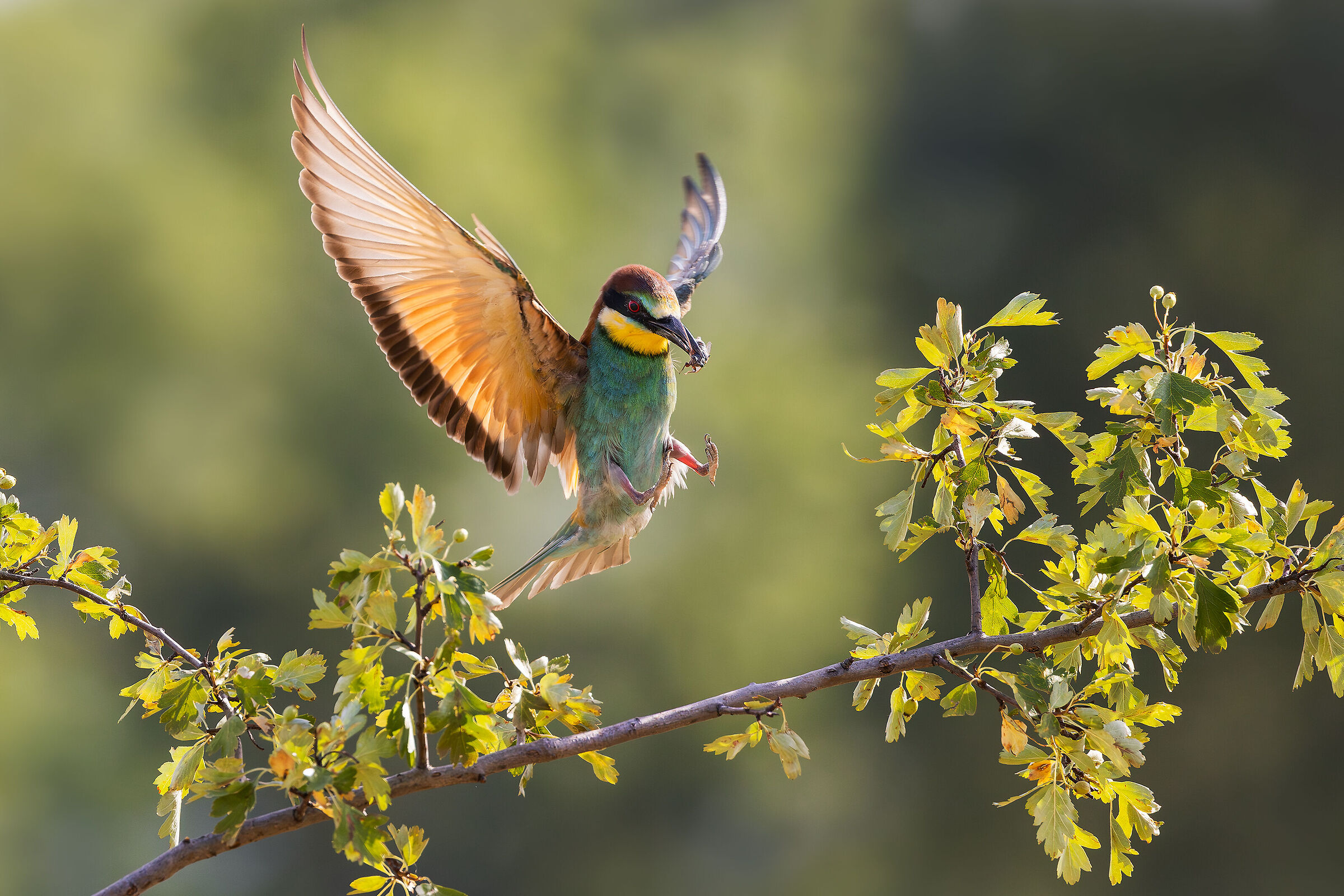 Bee-eater landing ......