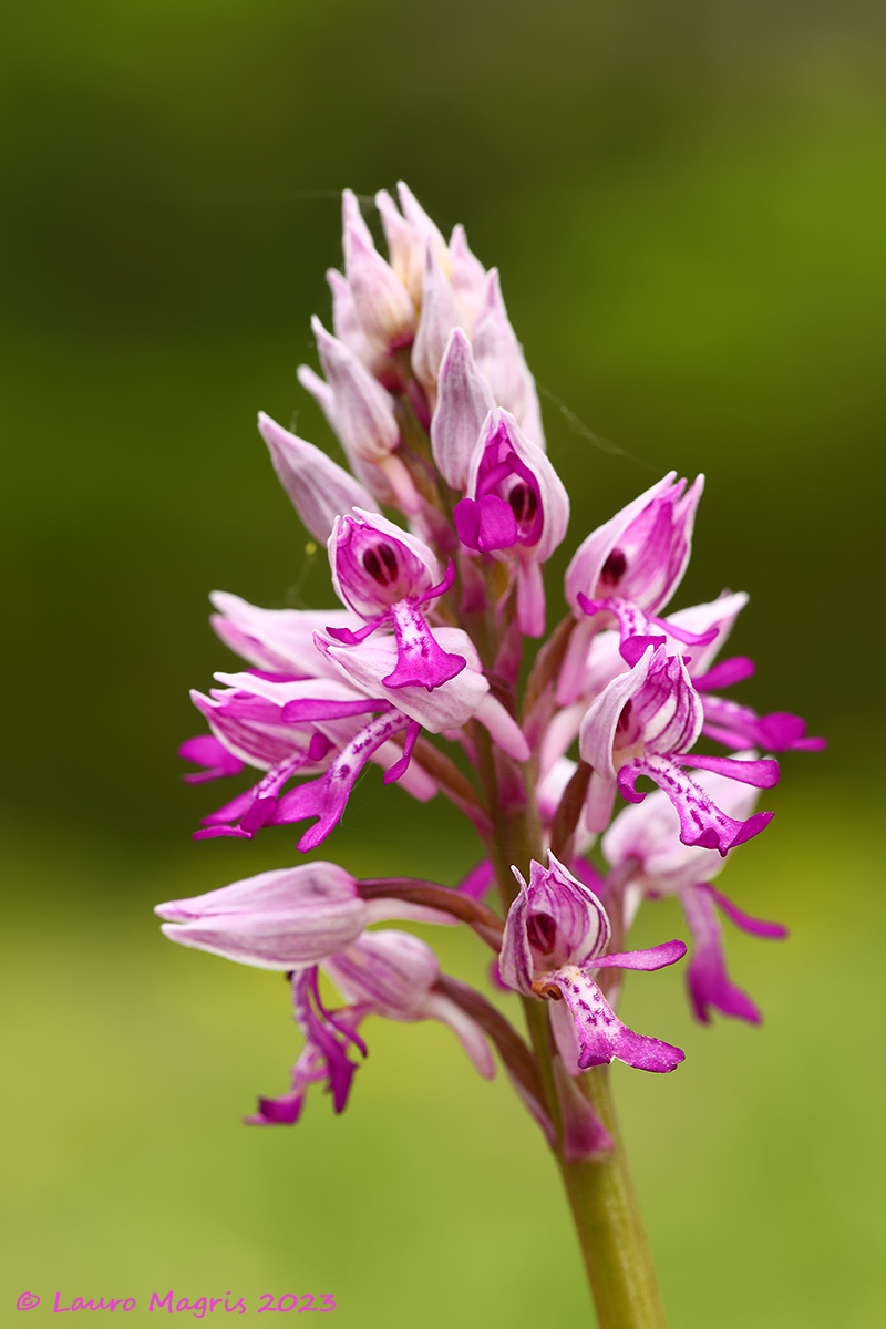 Military orchid (Orchis militaris L)...